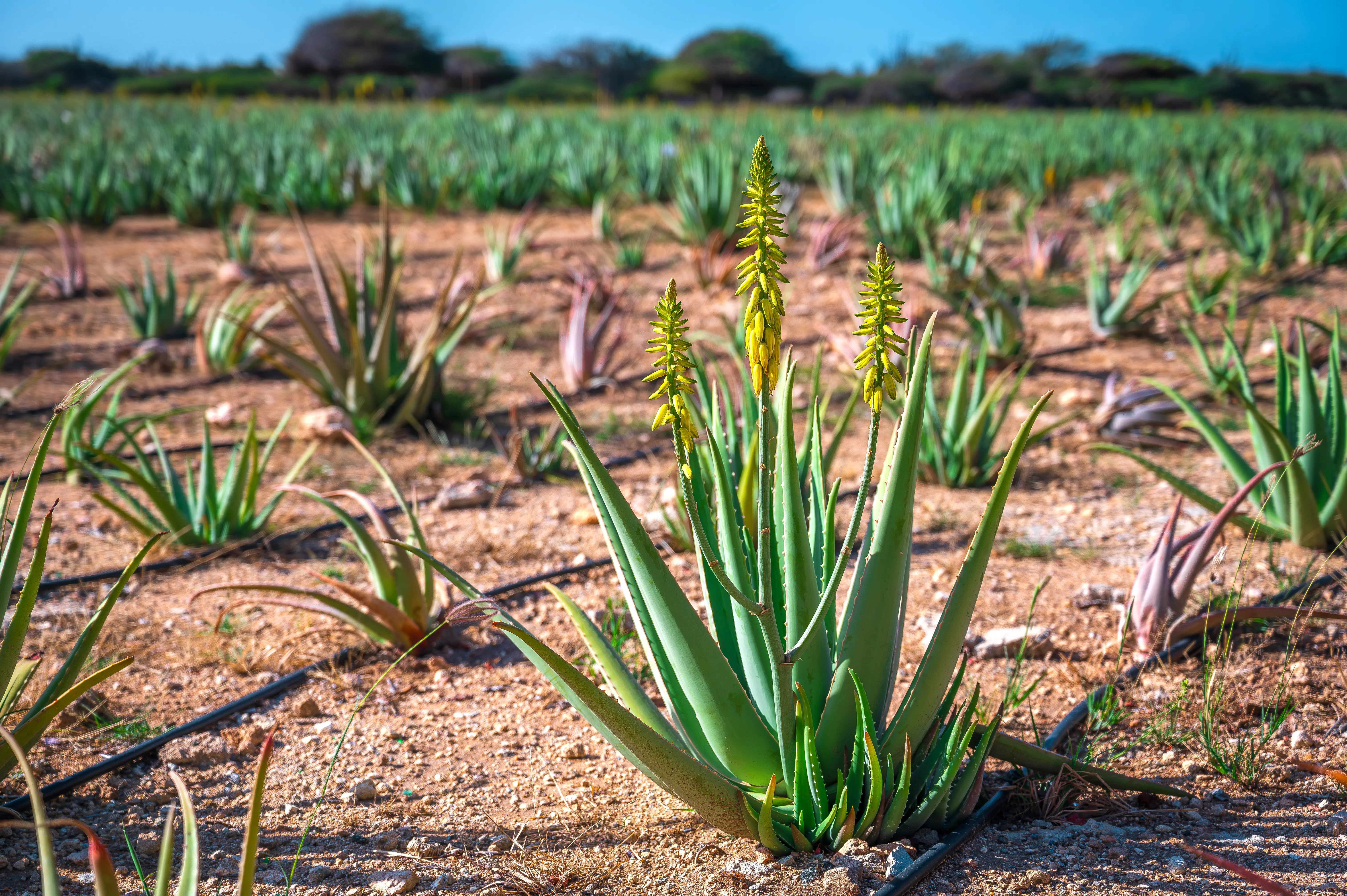 Blossoming aloe vera plant with yellow flowers at a aloe vera farm