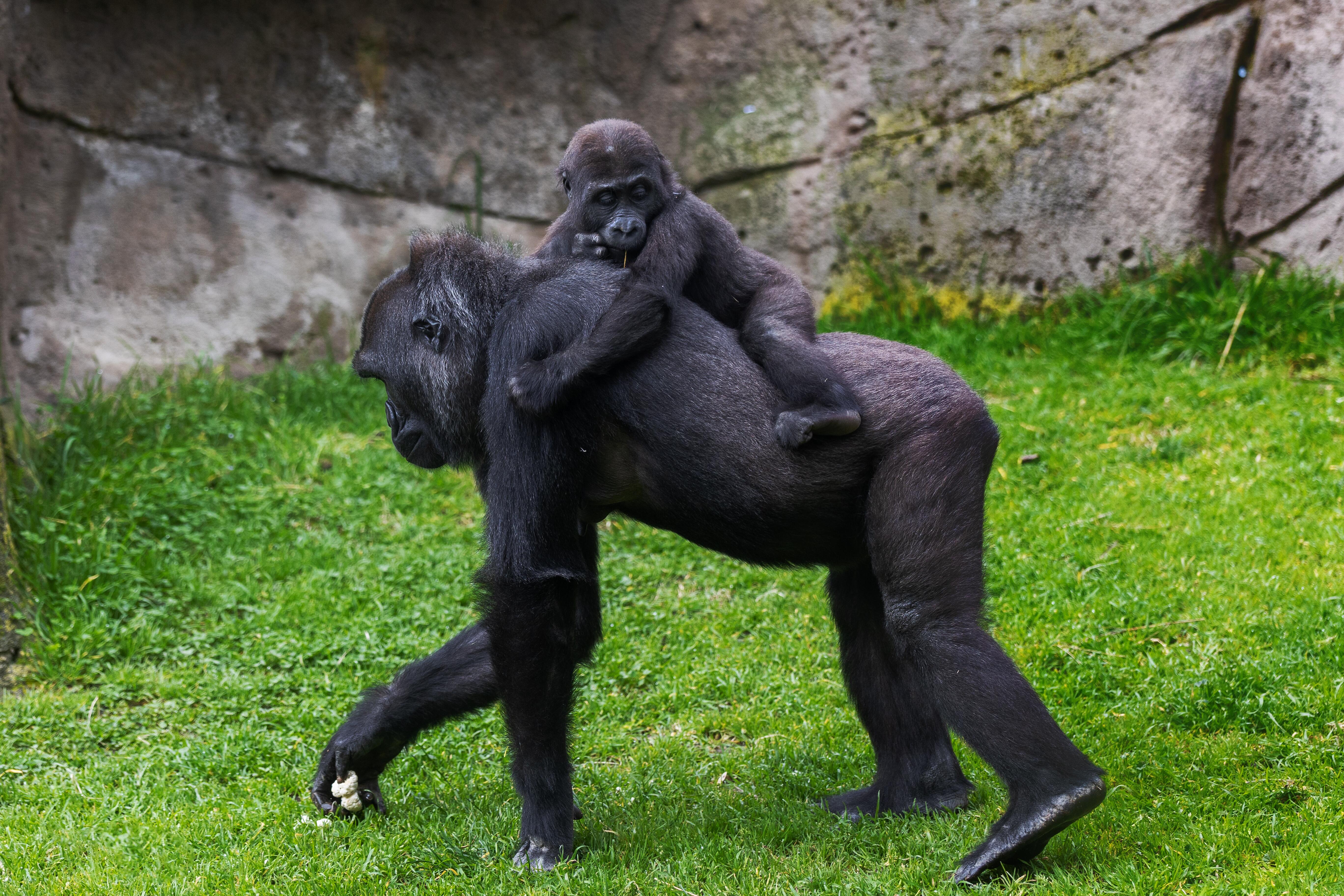 Image of mother Gorilla walking in zoo enclosure with baby on its back.