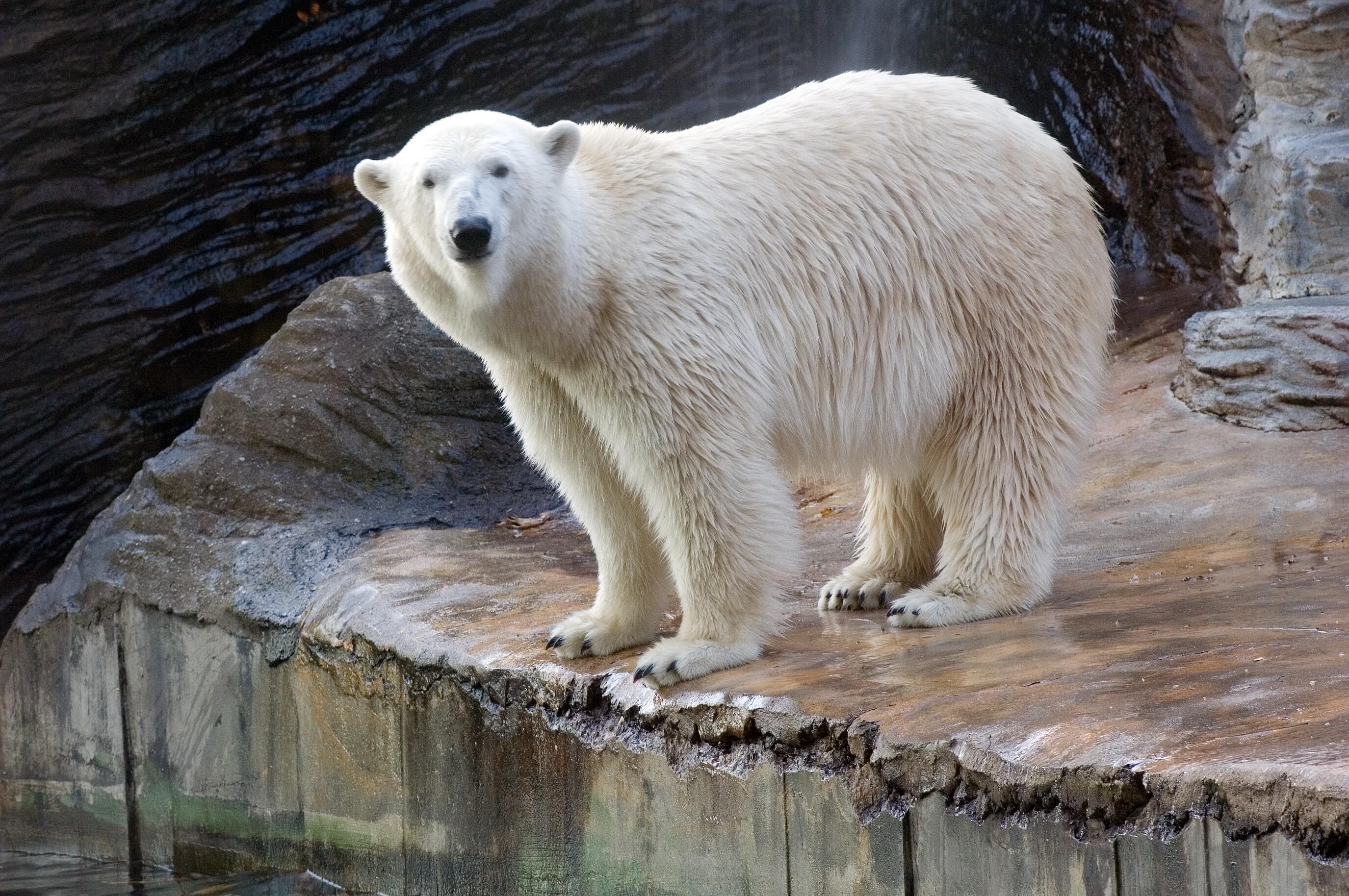 Portrait of white polar bear standing at waters edge facing the camera in the zoo