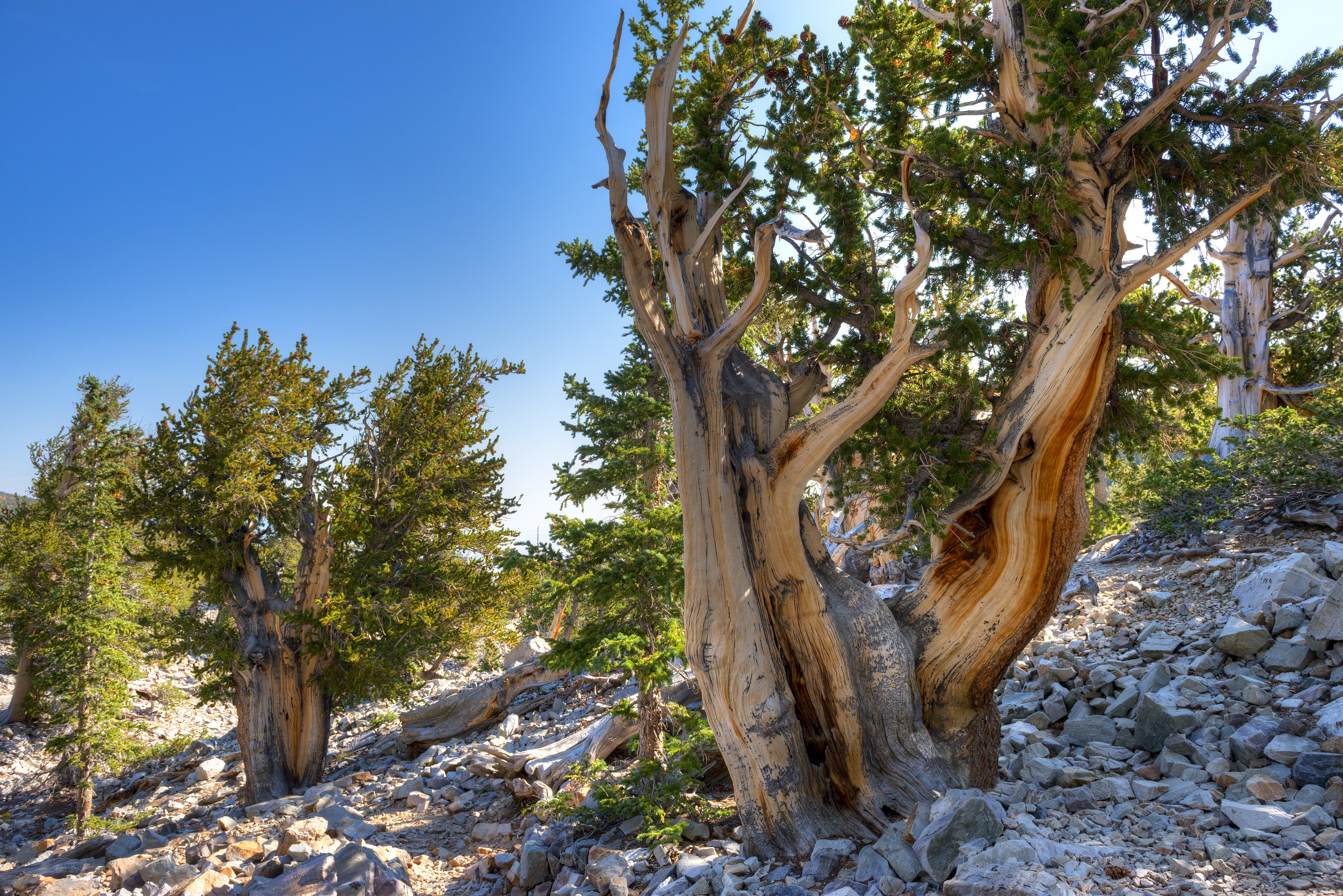 Wheeler Peak Scenic Drive Road Trip