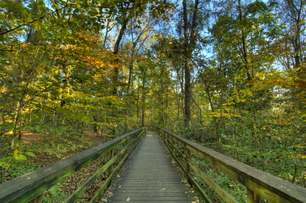 Congaree National Park in South Carolina