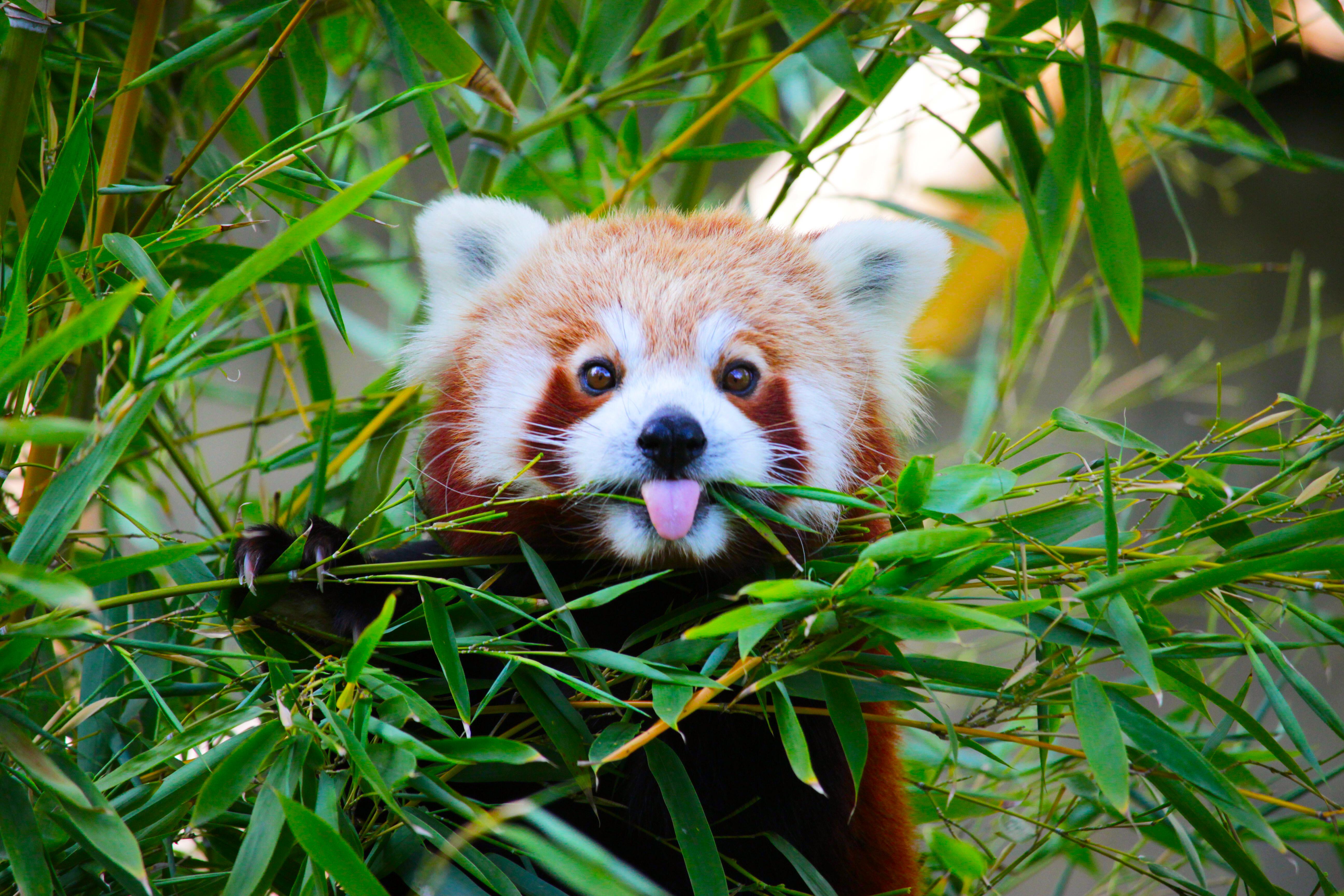 Cute red panda sticking out its tongue