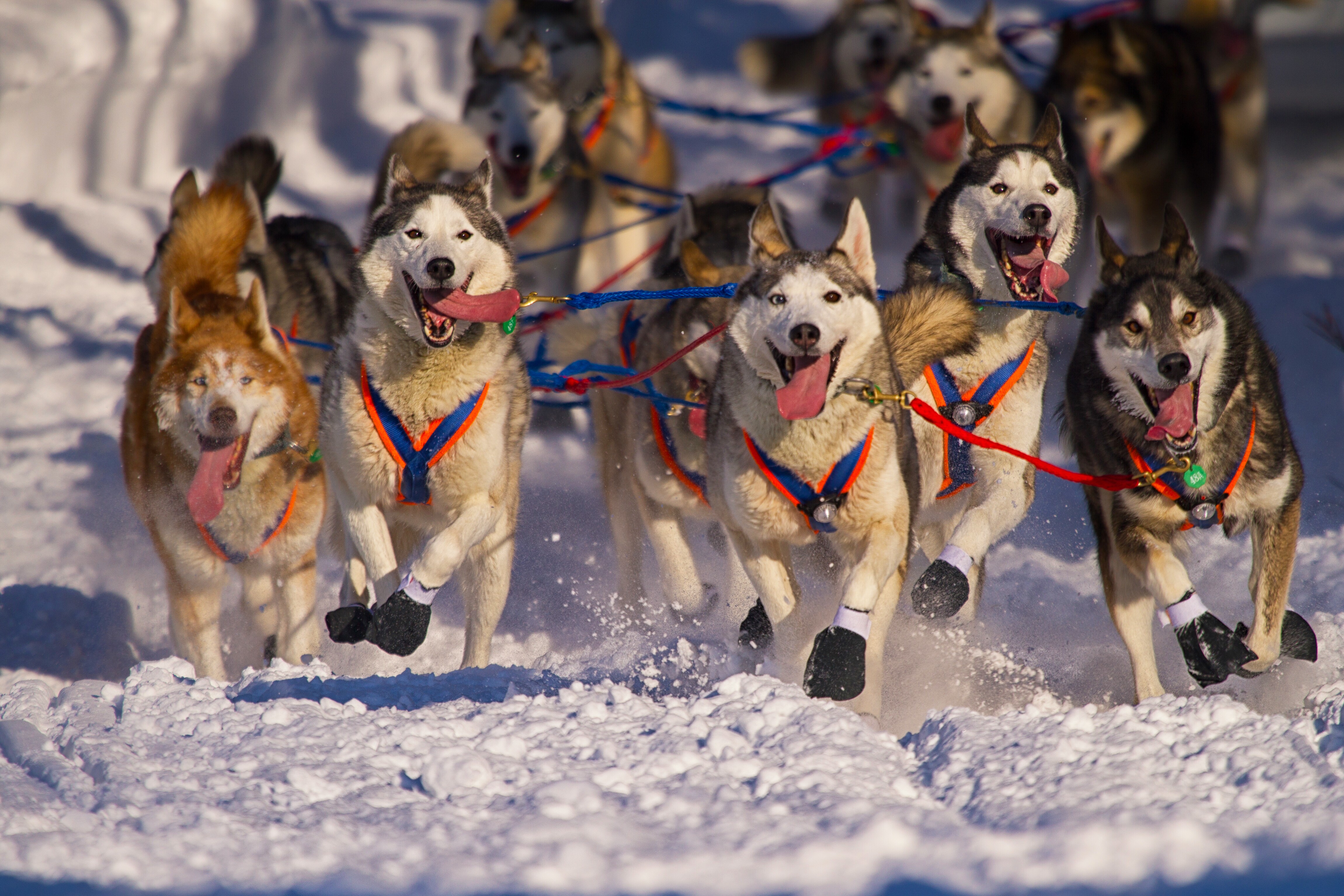 Alaskan Iditarod huskies running