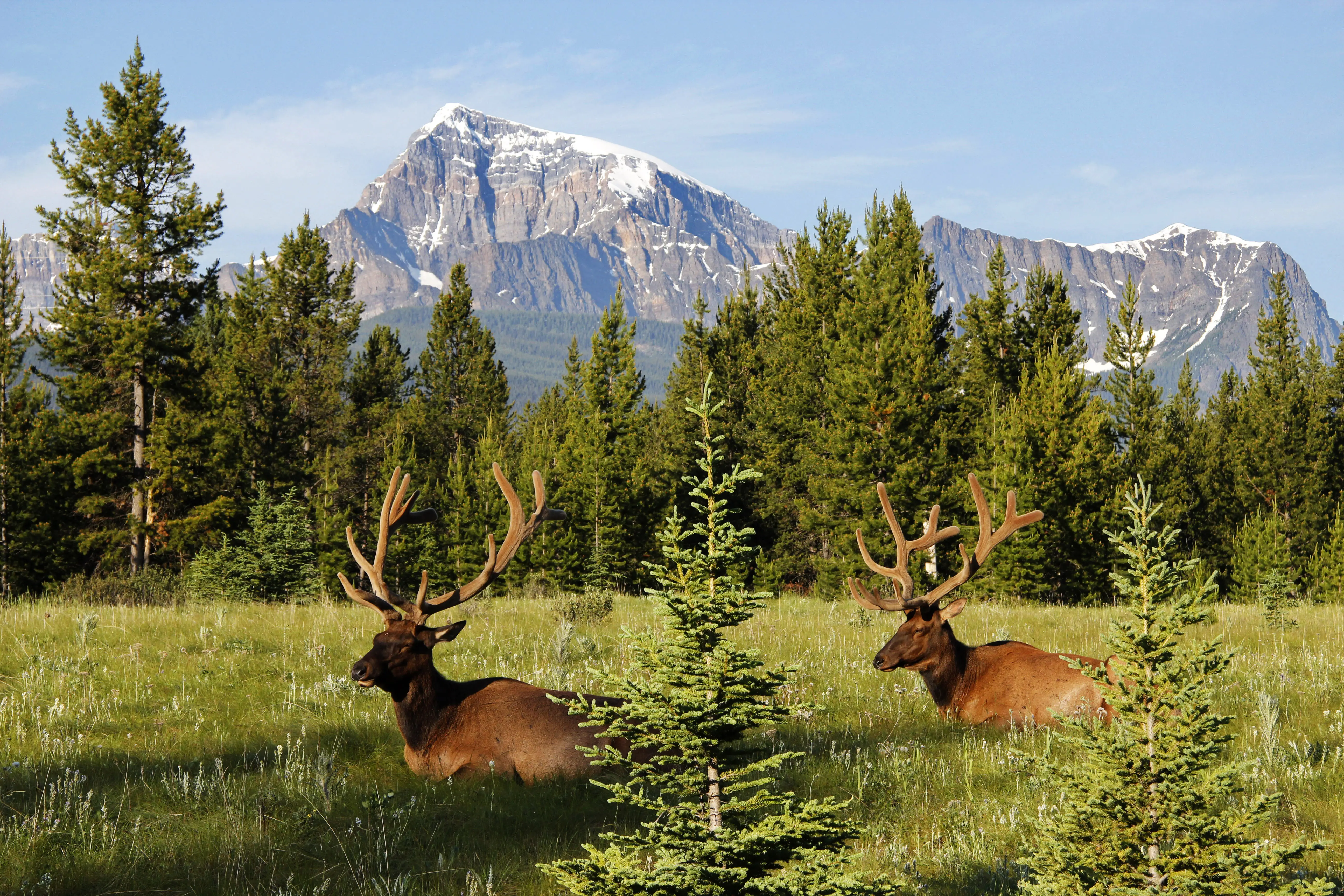 Photo of elks at Bow Valley in Banff National Park