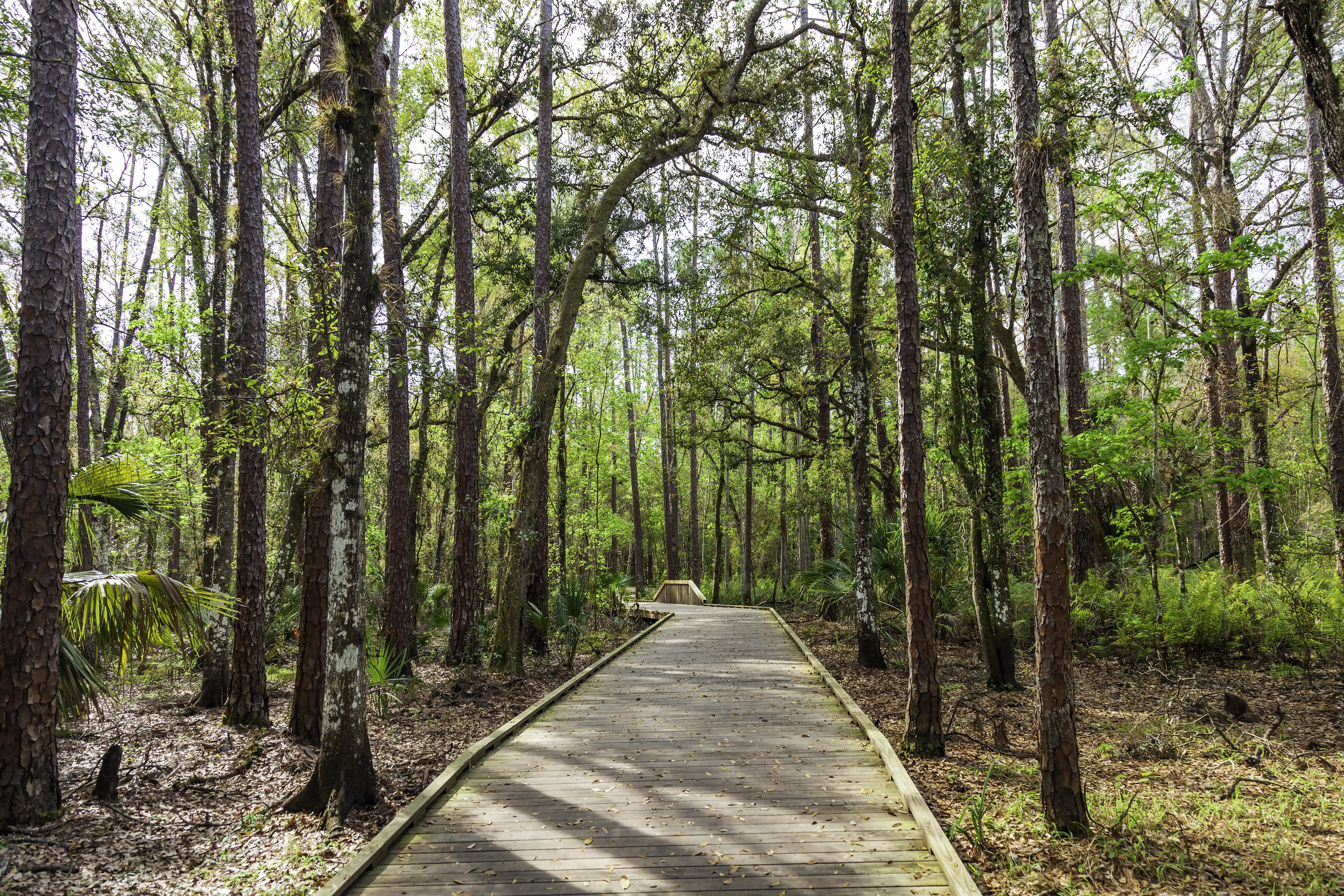 During the COVID-19 pandemic, finding Peace is taking a stroll on a boardwalk through the Woods - this one is in Shingle Creek Park and Preserve in Kissimmee, Florida.