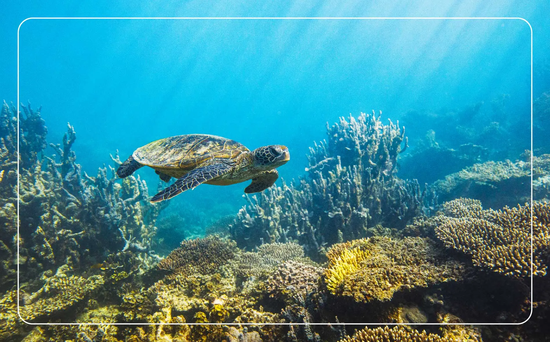 A sea turtle floats below the water’s surface in the Great Barrier Reef at sunset.