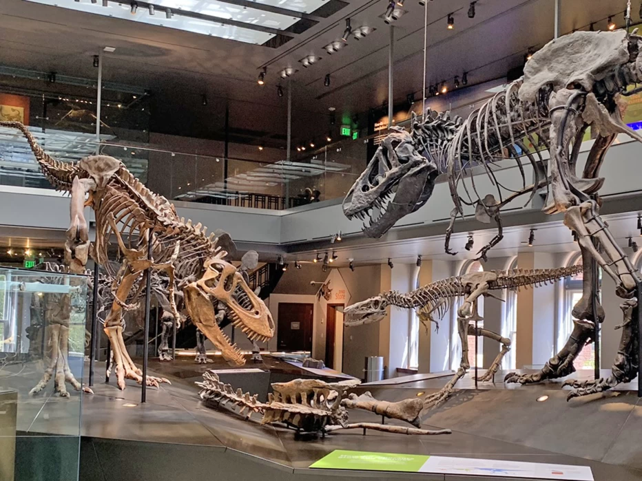 Dinosaur fossils and animal skeletons strike dramatic poses at the Natural History Museum of Los Angeles County in Exposition Park.