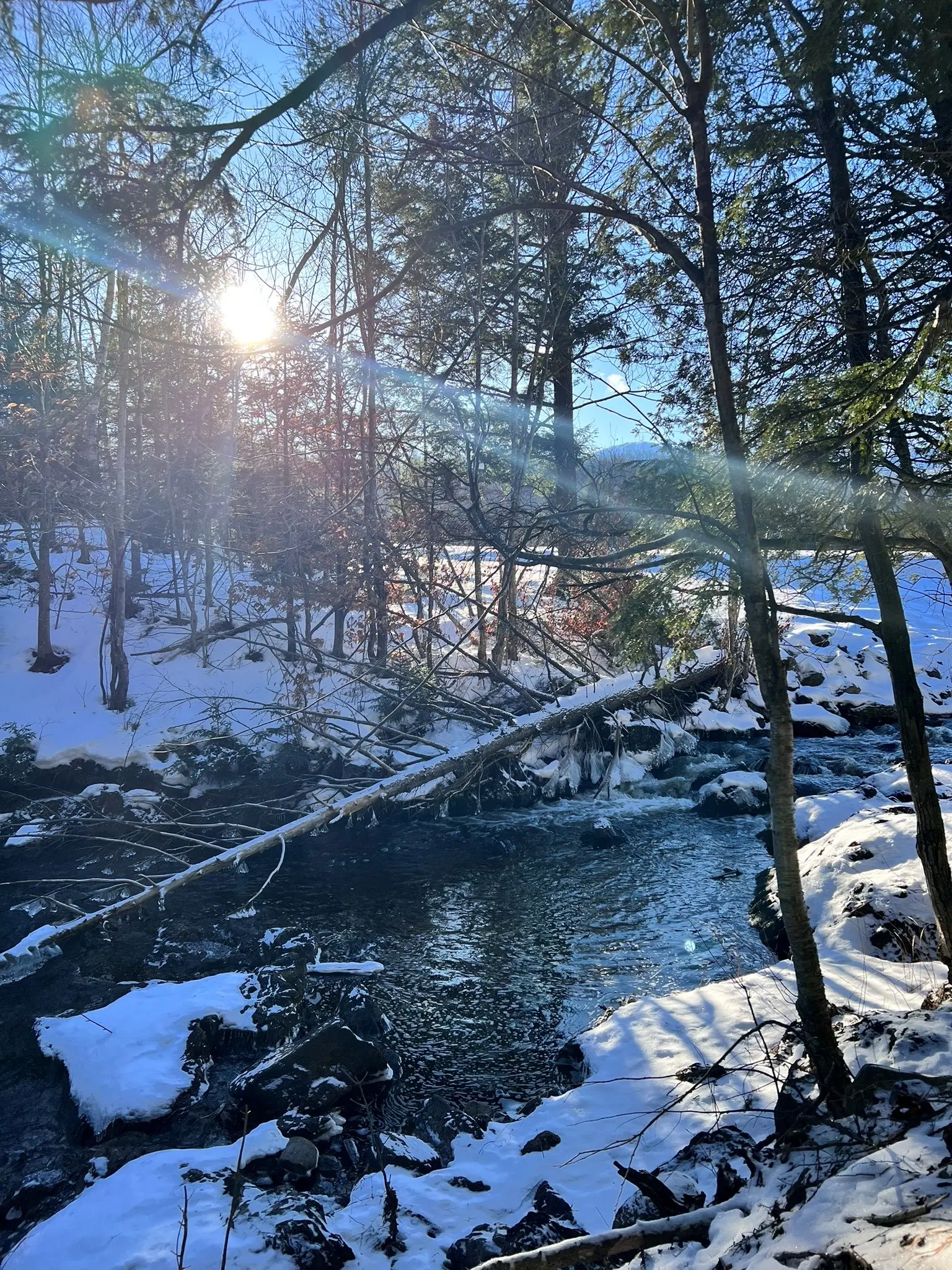 Outdoor image of snowy wilderness forest.