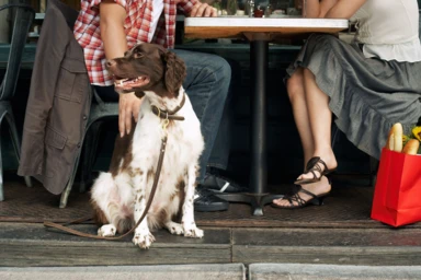 Inspector Picks: Pet-Friendly Restaurants