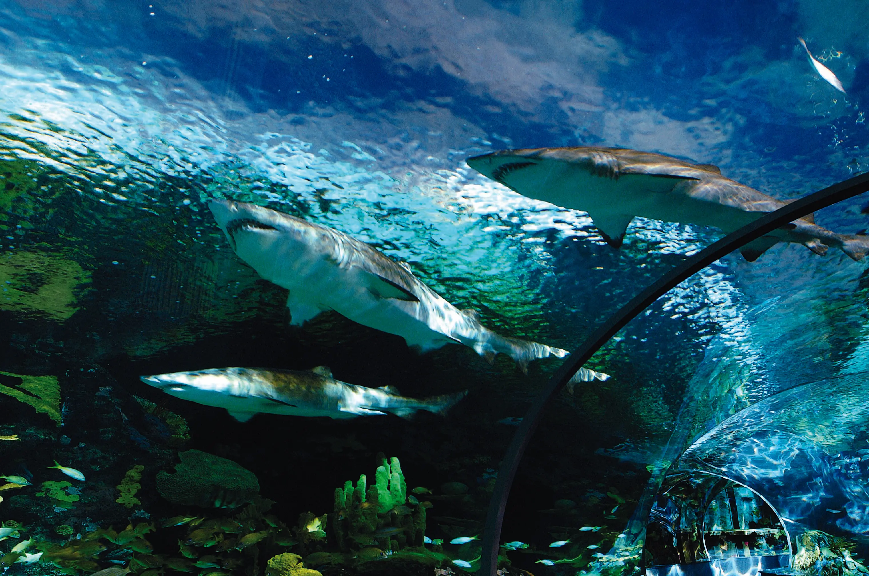 Ripleys Aquarium of the Smokies - Shark