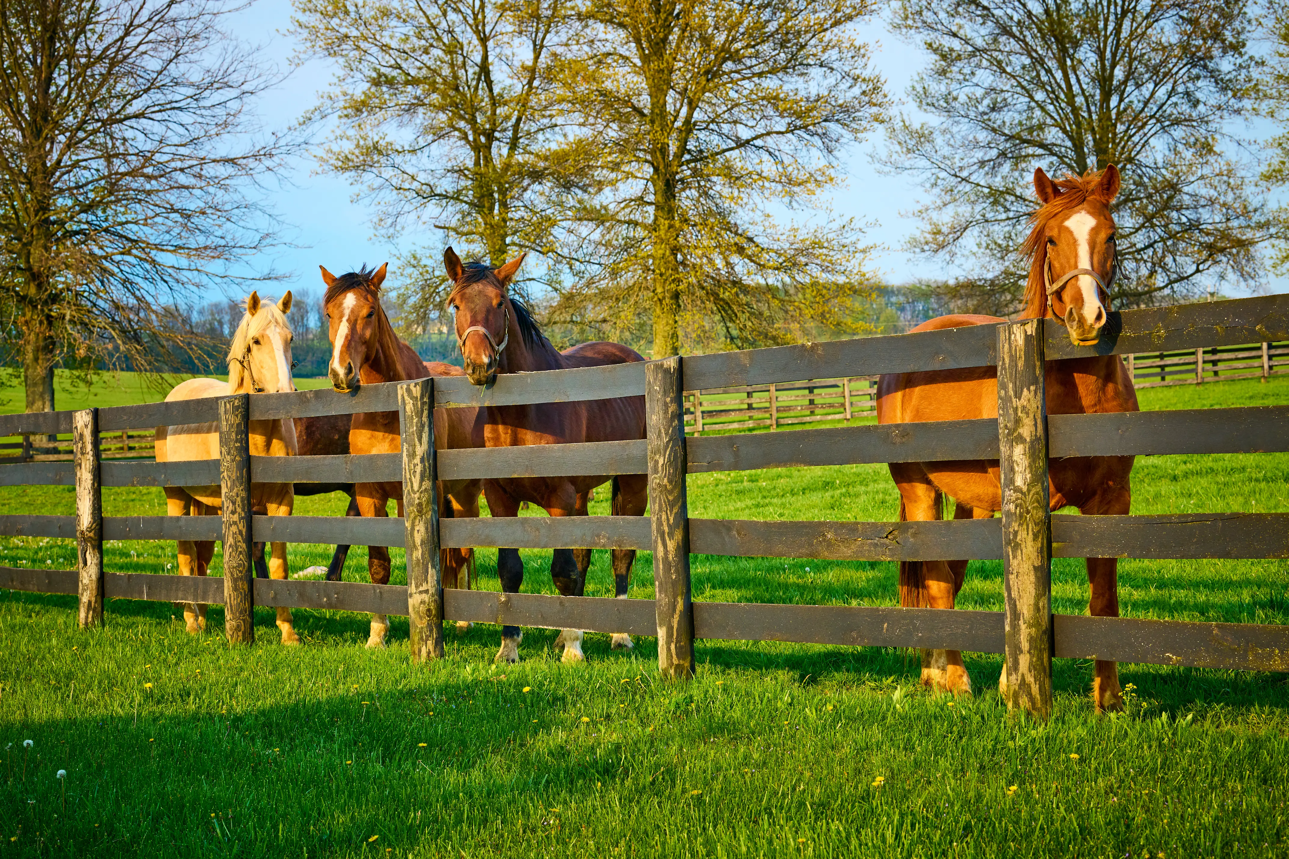 Group of horses at a farm looking over a fence