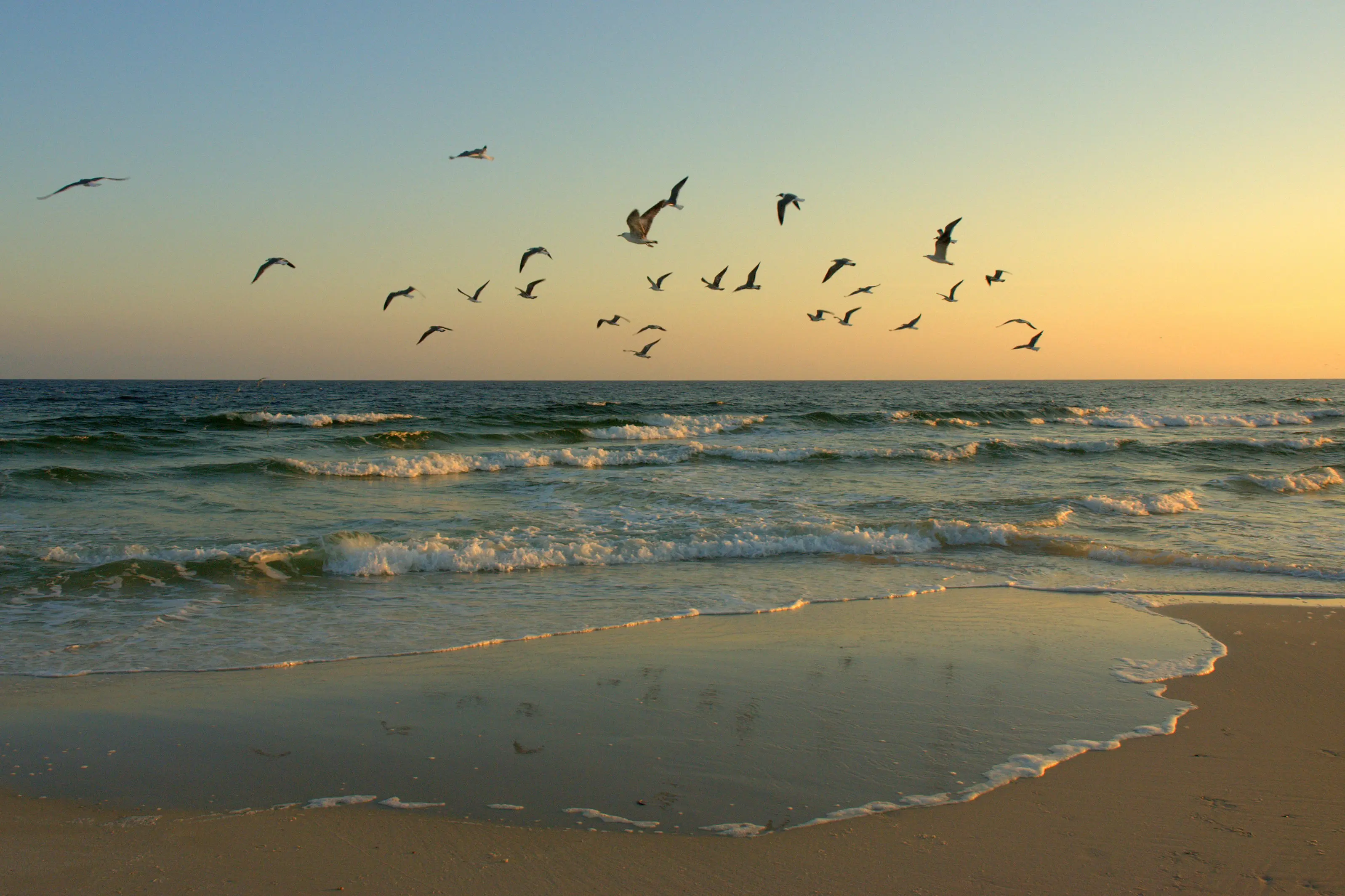 Image of seagulls in flight at dawn, at Saint George Island State Park, Florida.