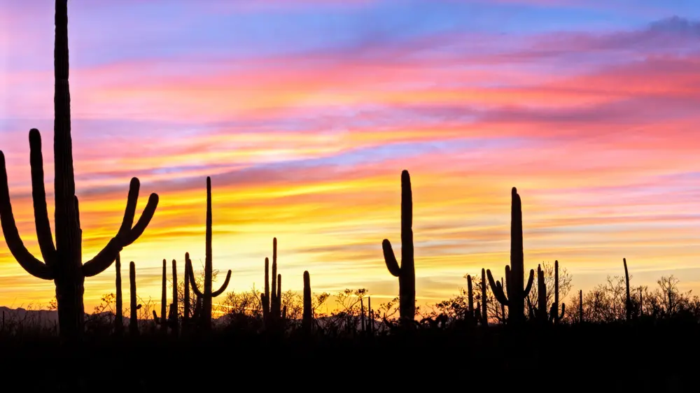 Colorful sunset with cactus silhouettes in Arizona.