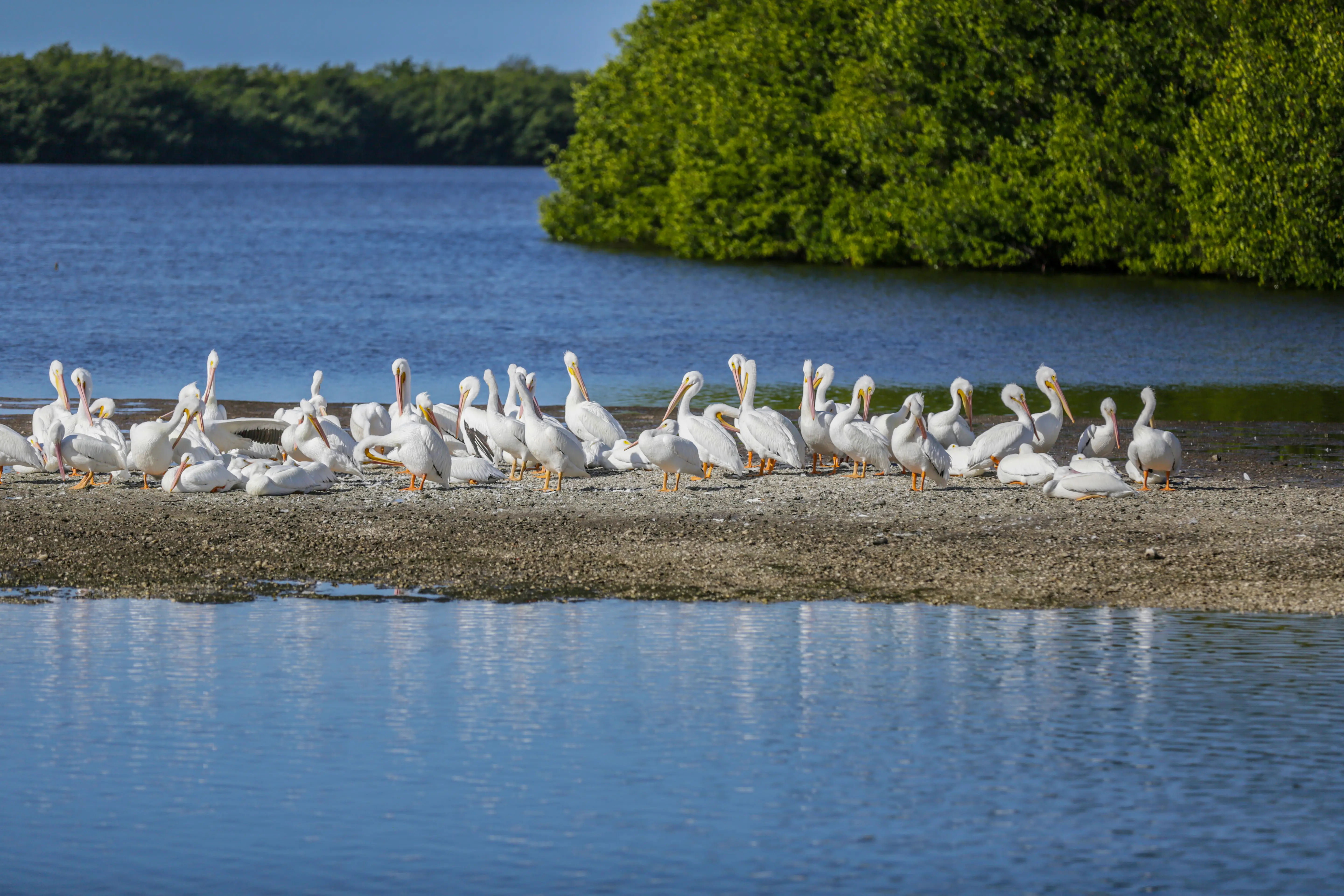 Outdoor shot of birds at the J.N. Ding Darling National Wildlife Refuge
