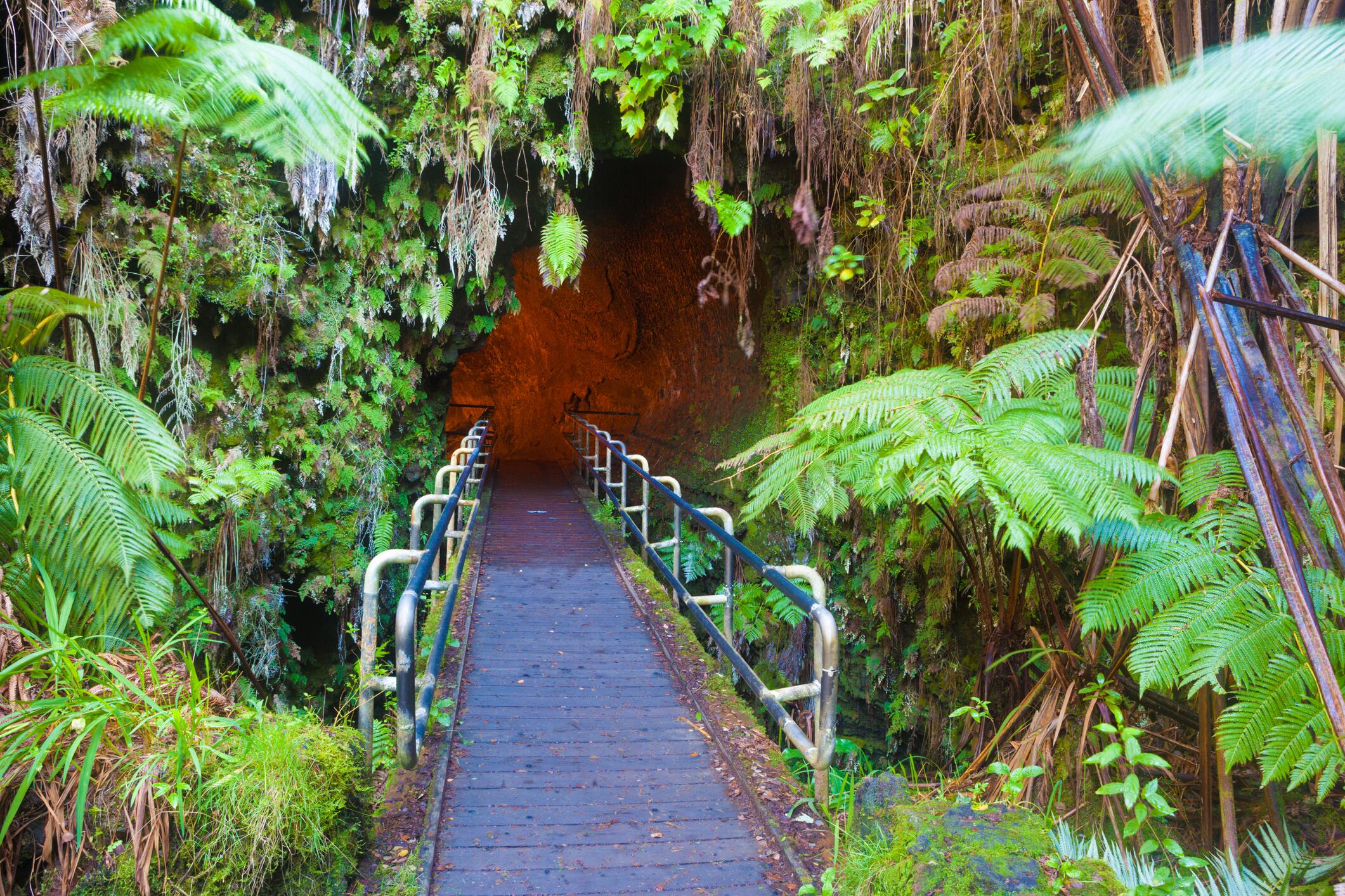 Tropical foliage at the entrance to the Thurston Lava Tube in Hawaii Volcanoes National Park.