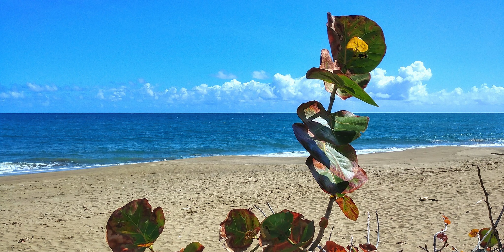 Image of the beach and ocean at Dorado in Puerto Rico