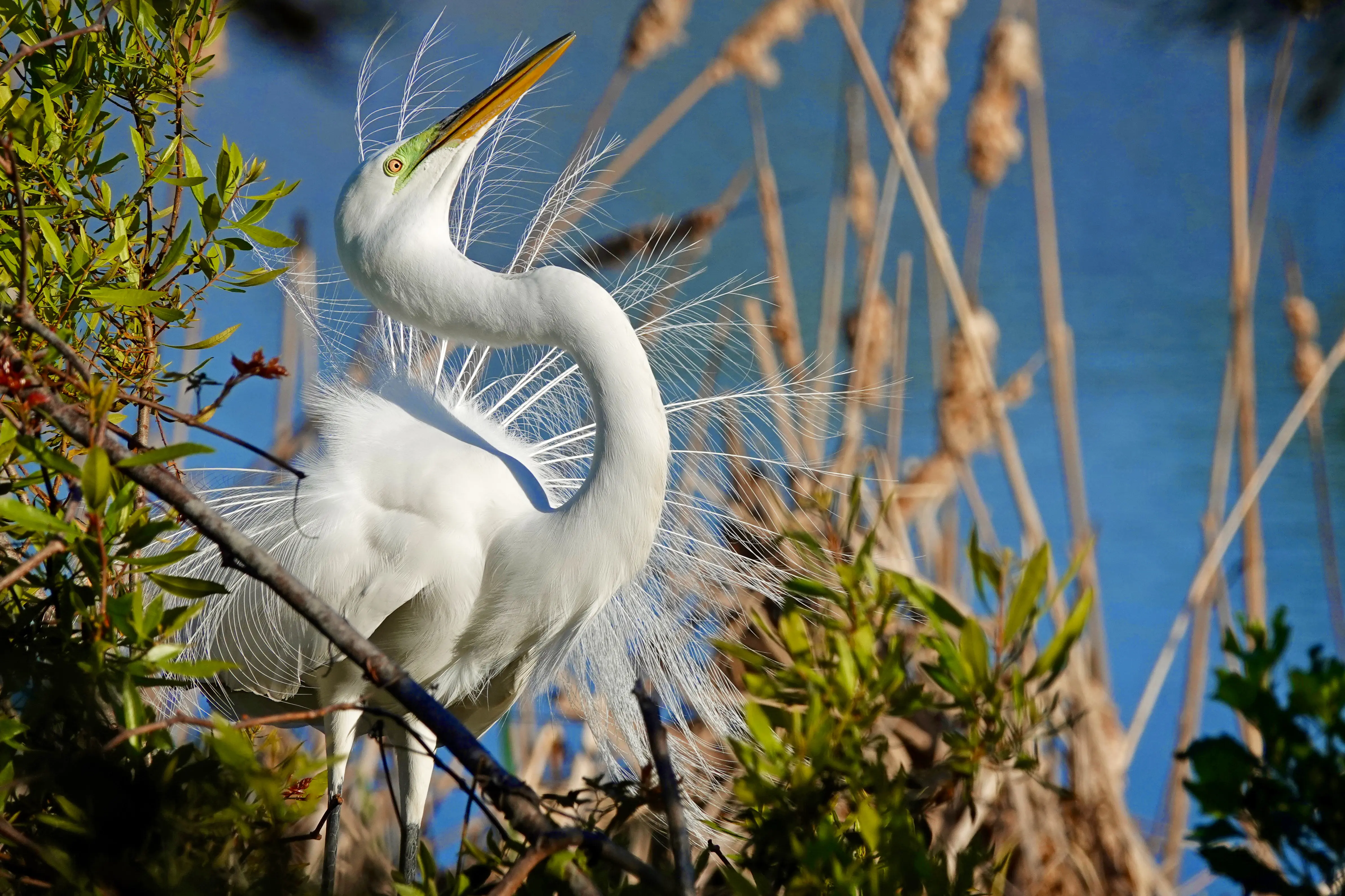 Great egret displaying breeding plumage at Pinckney Island National Wildlife Refuge