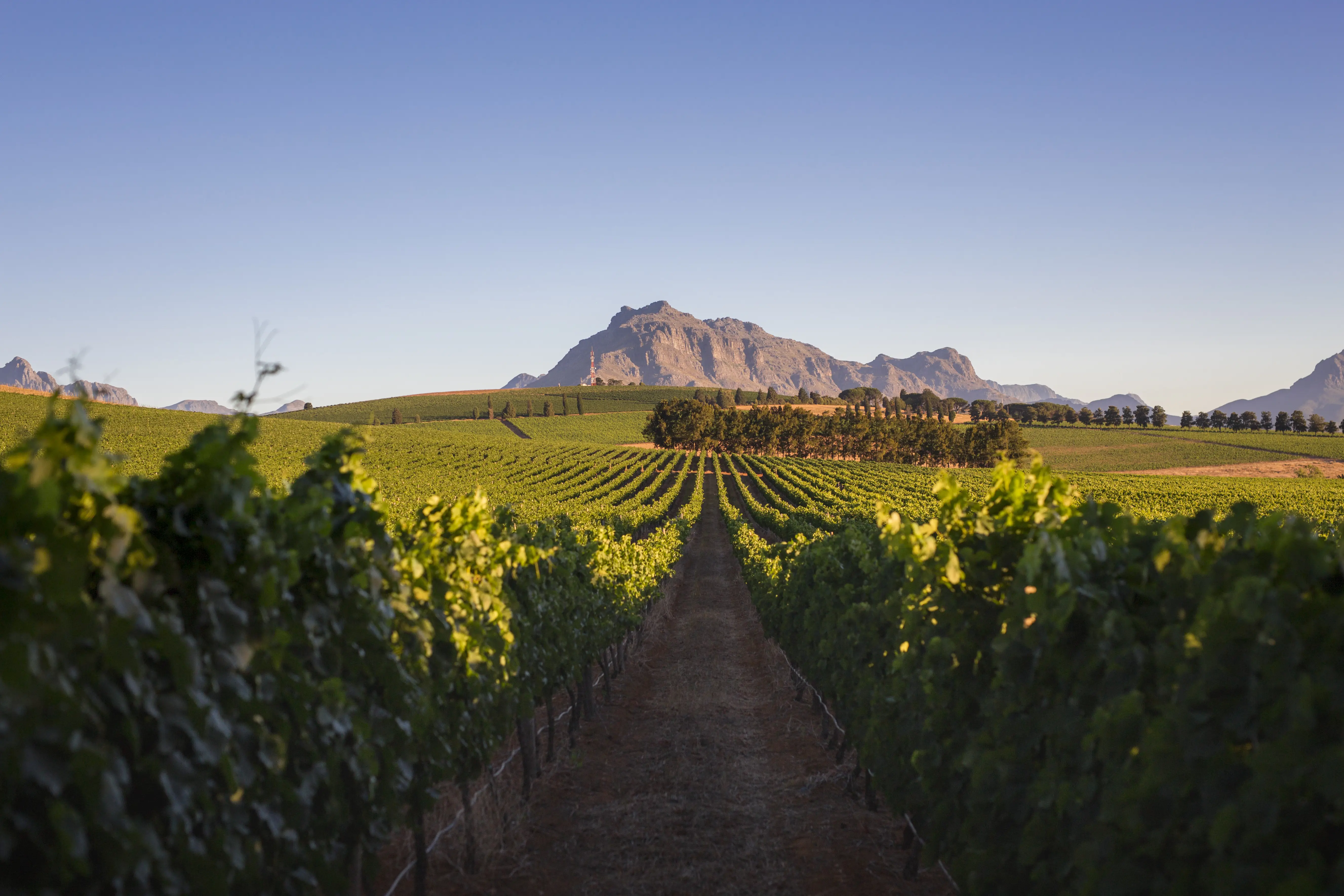 Photo of the Stellenbosch Winery