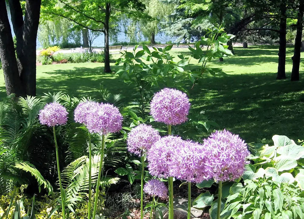 Purple Agapanthus in High Park in Toronto Ontario