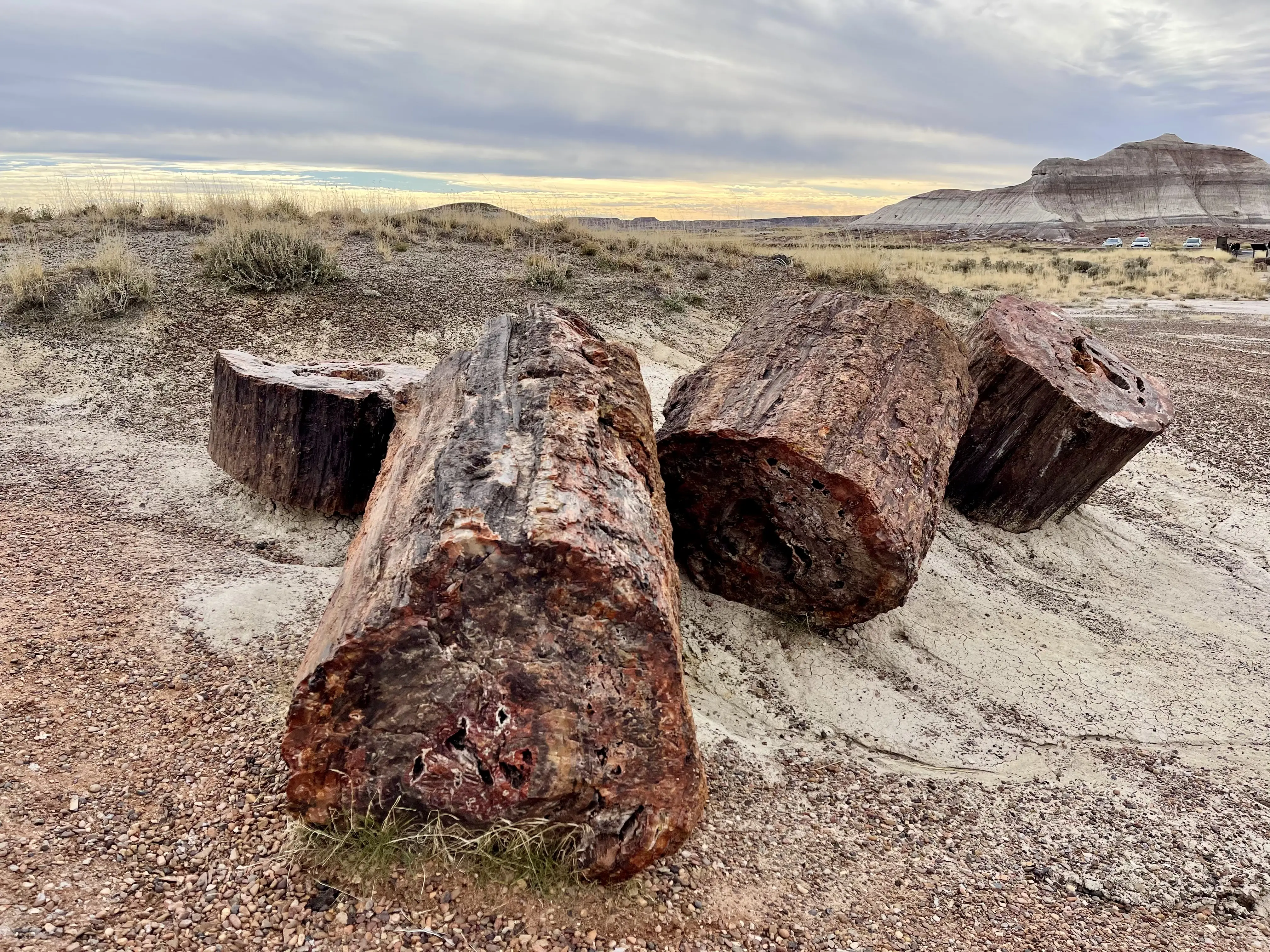 Reddish petrified logs sit in the sandy gray desert landscape of Petrified Forest National Park
