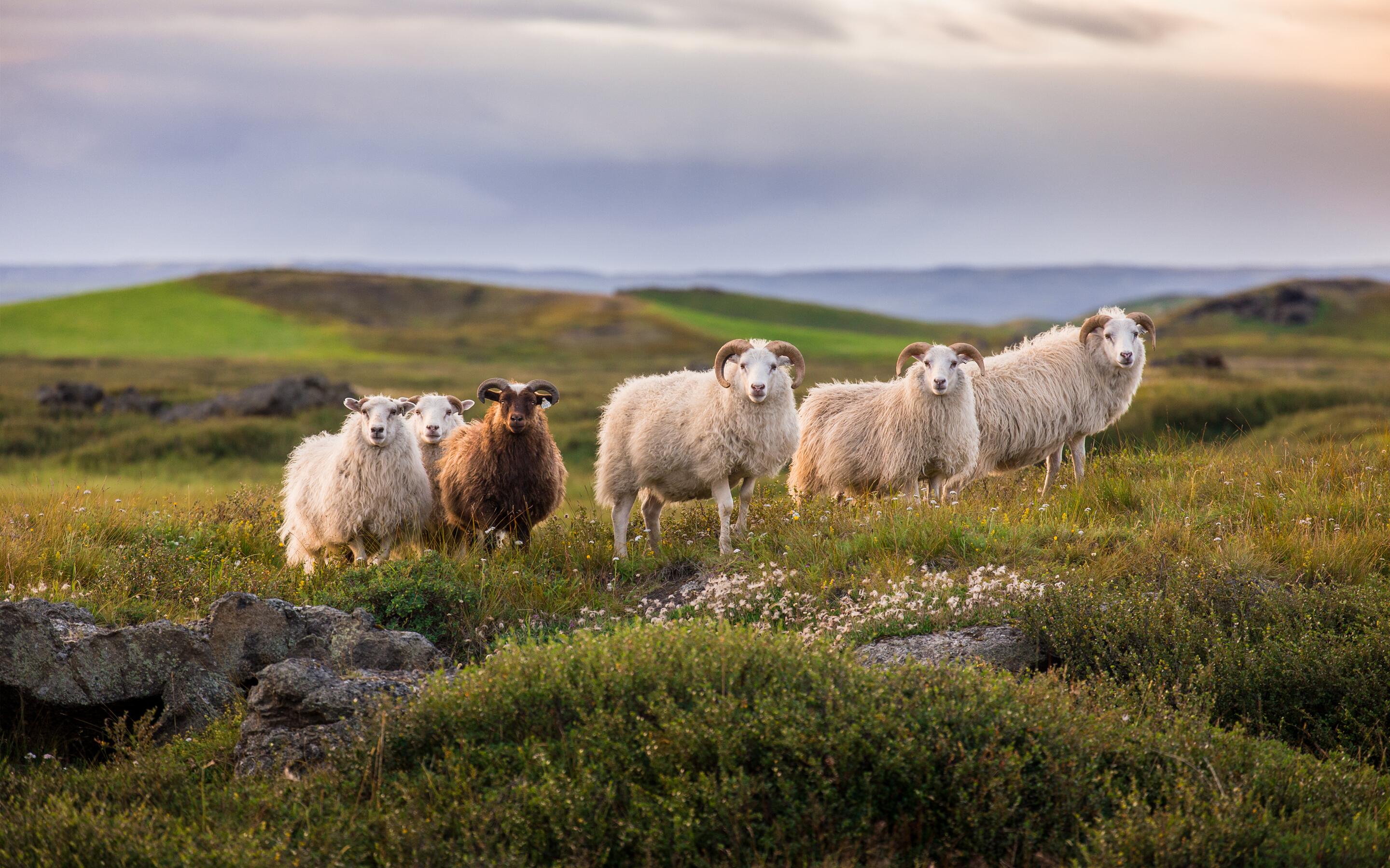 Outdoor landscape shot of sheep in Iceland