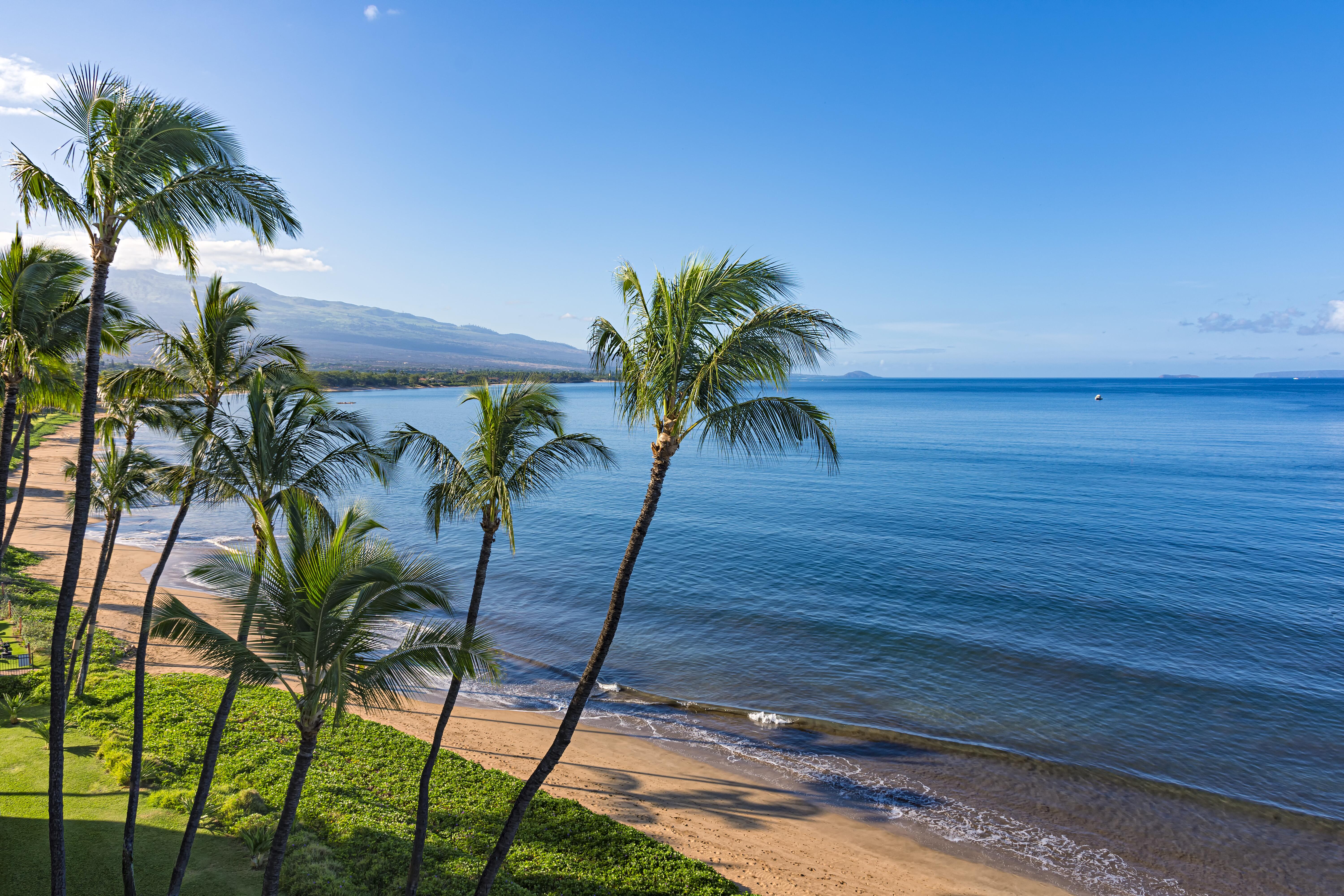 Beach and palms trees in the morning atSugar Beach Kihei Maui, Hawaii