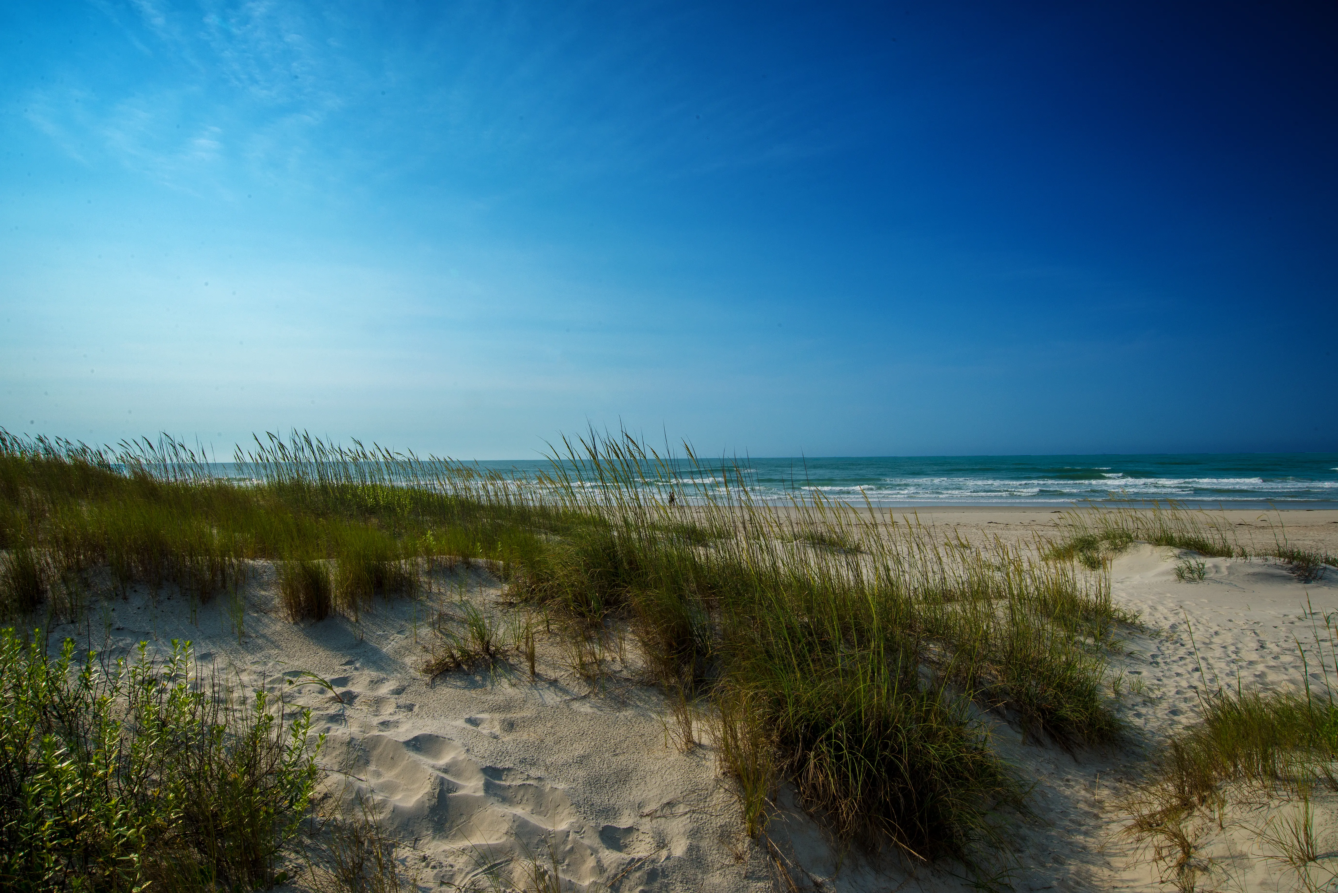 Image of Barrier Dunes along the Beach at Emerald Isle, North Carolina.