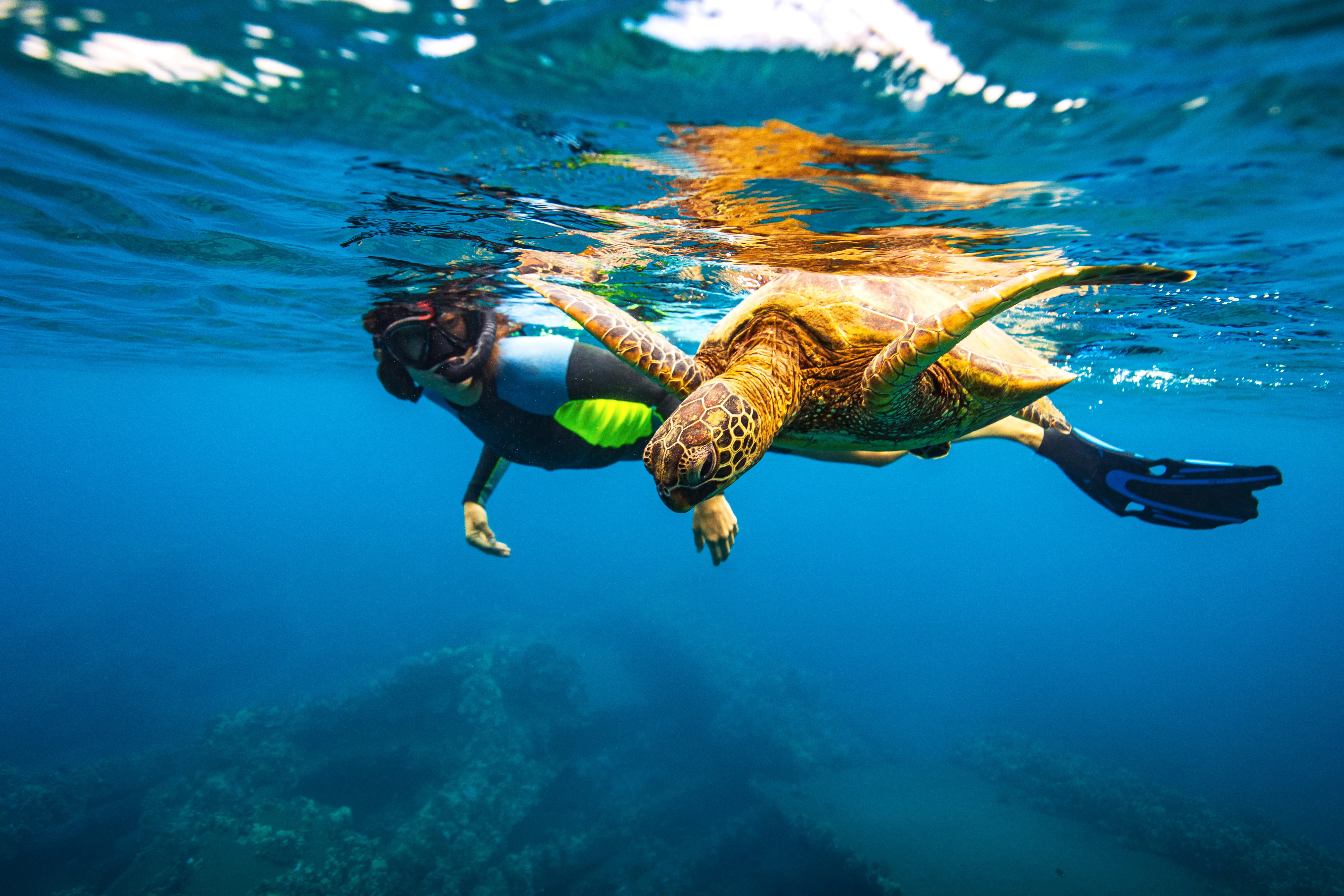 Young woman snorkeling alongside sea turtle in the ocean