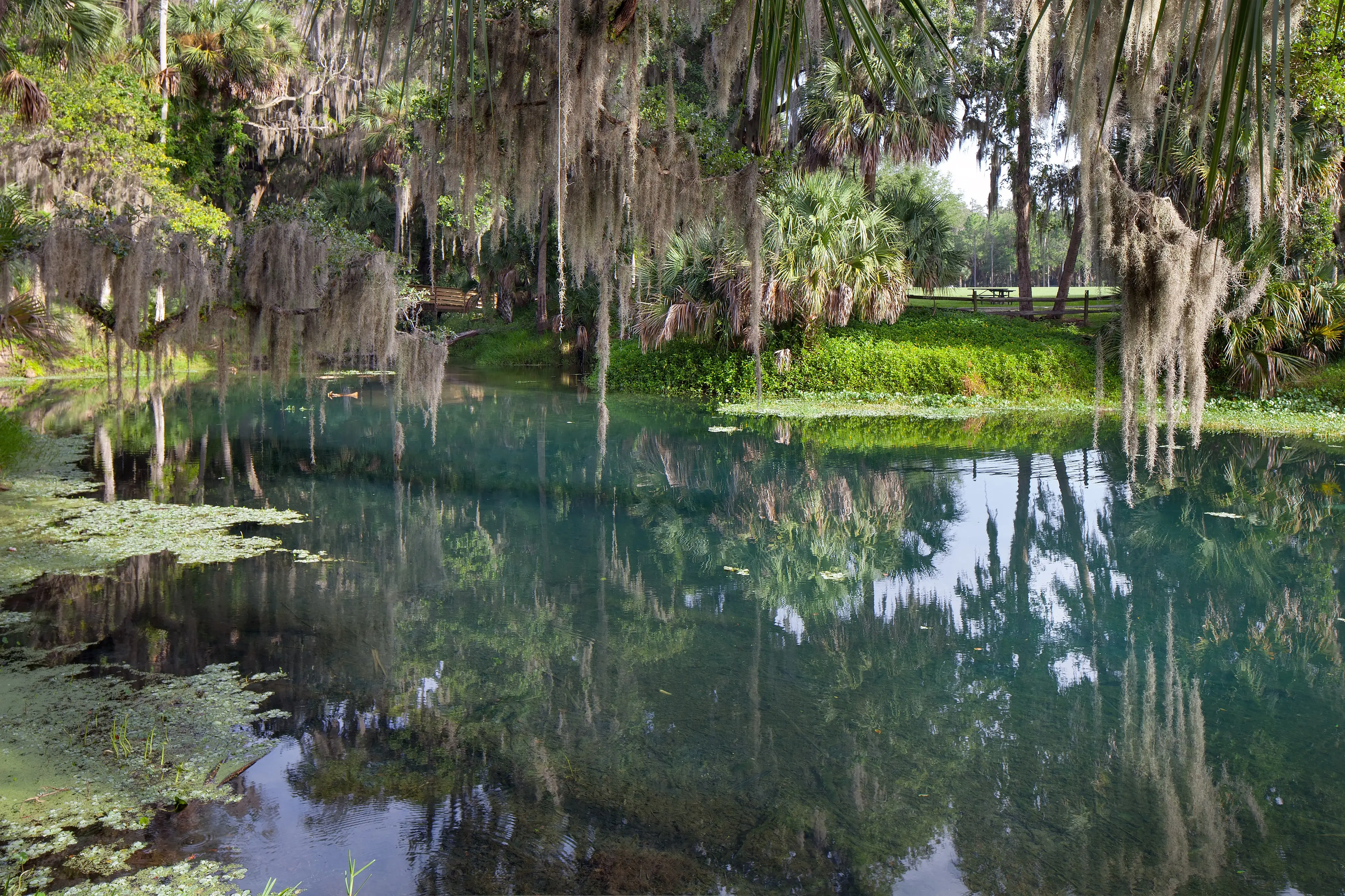 Gemini Springs Park, DeBary, Florida, springs, dog-frienclly, dog park, Central Florida, outdoors, local, spring boil,