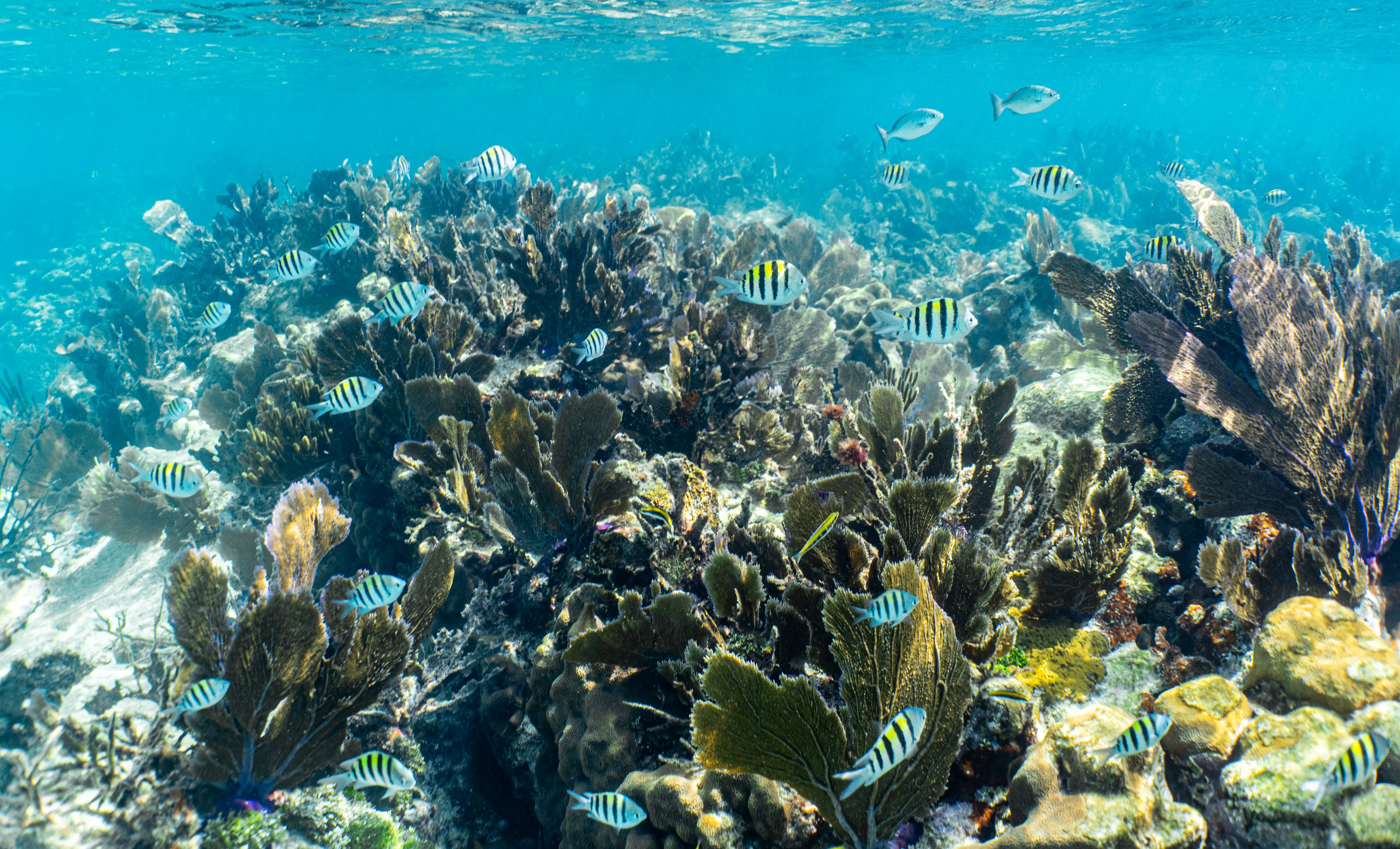 Schools of fish in the pristine water of John Pennekamp Coral Reef State Park off of Key Largo in the Florida Keys, USA.