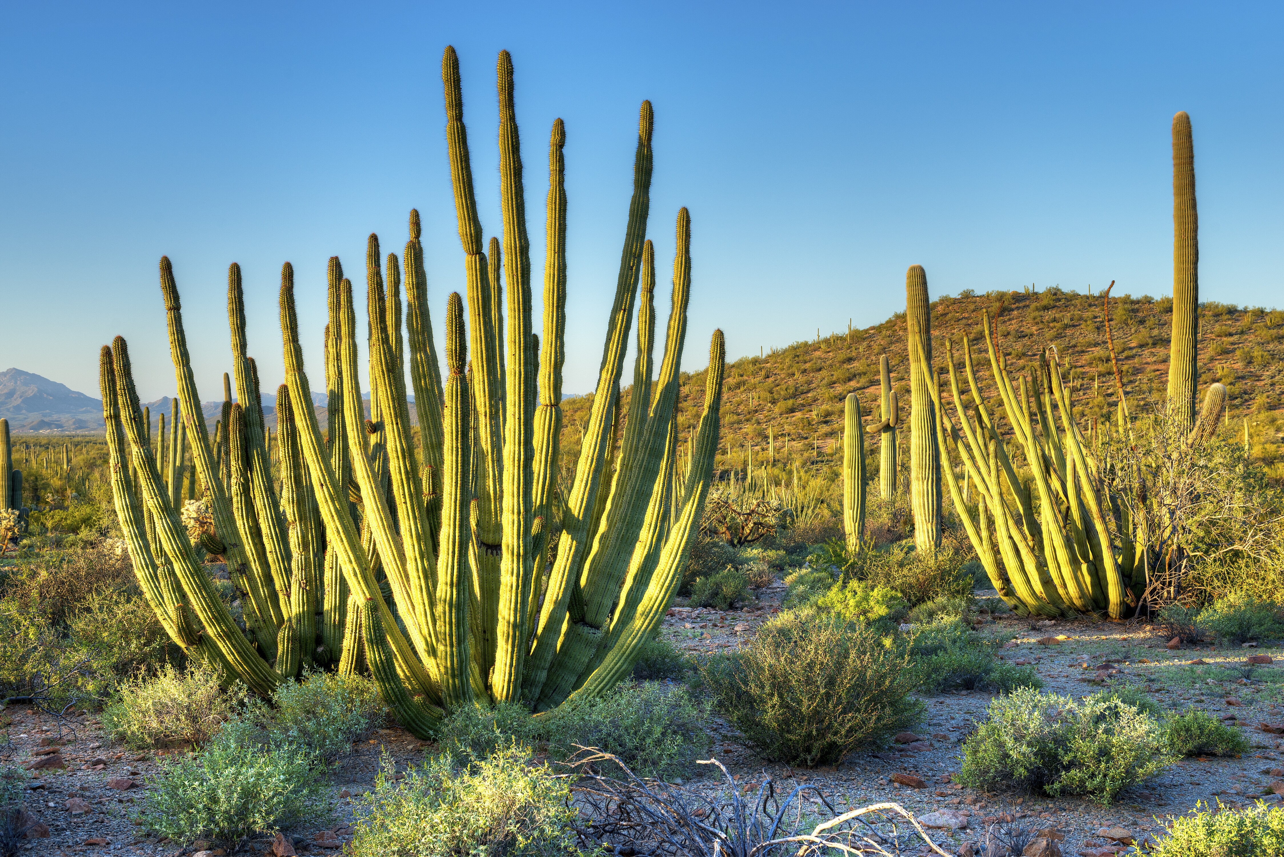 Organ Pipe Cactus National Monument Scenic Drive Road Trip