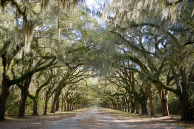 Visit Savannah Off the Beaten Path