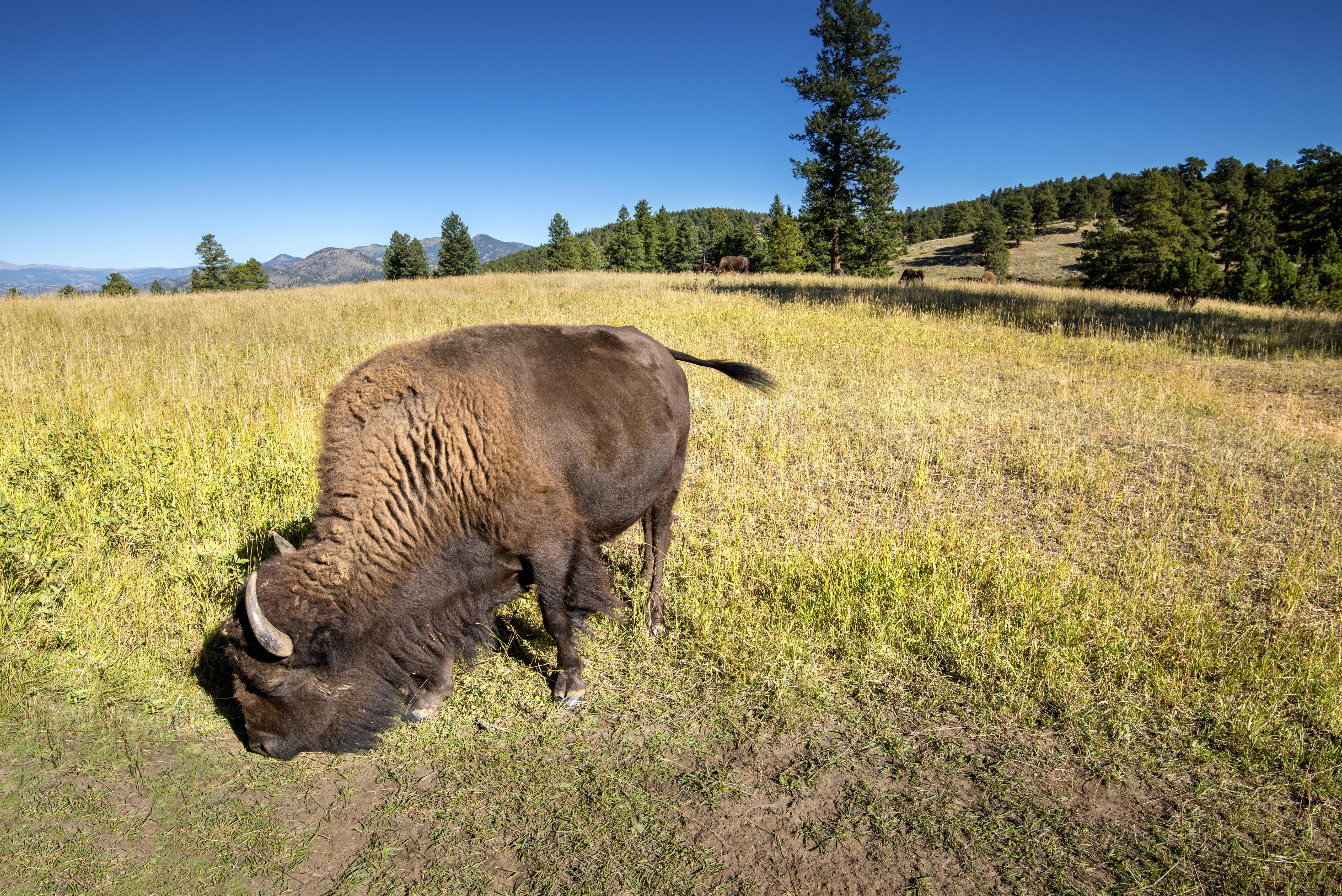 Outdoor photo of a Bison in Genesee Park.