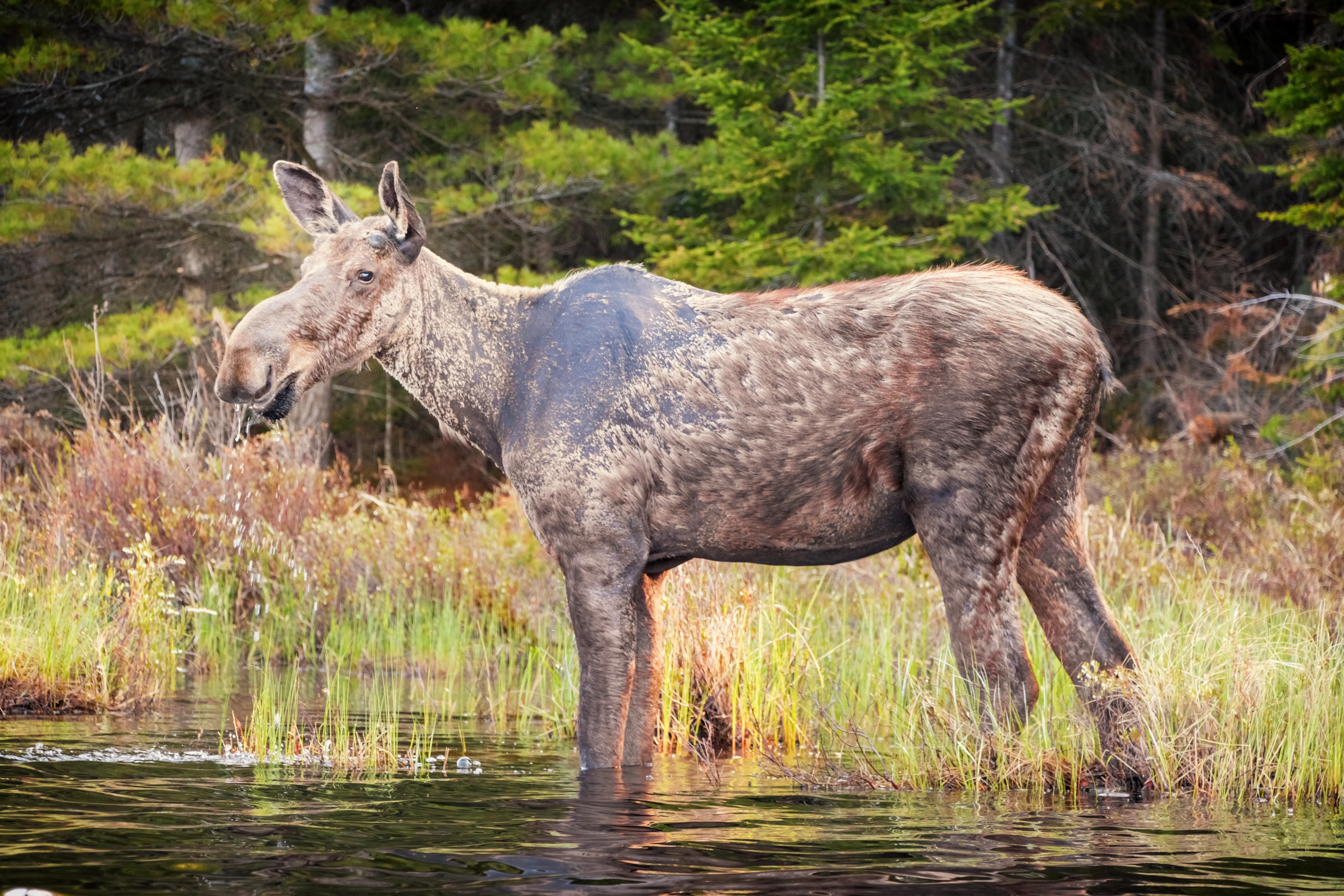 Algonquin Provincial Park Scenic Highway Road Trip