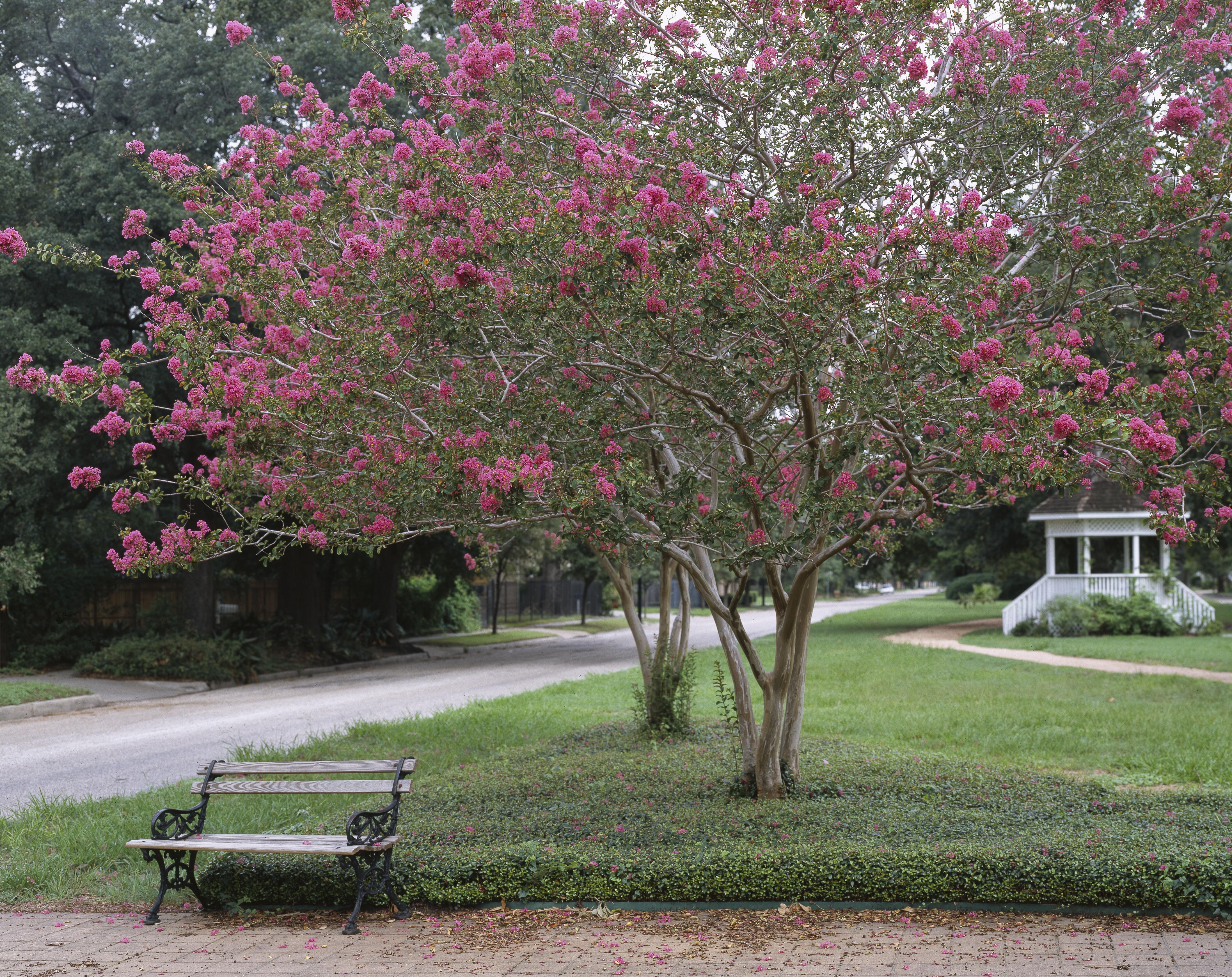Outdoor image of a park setting at Heights Boulevard Park.