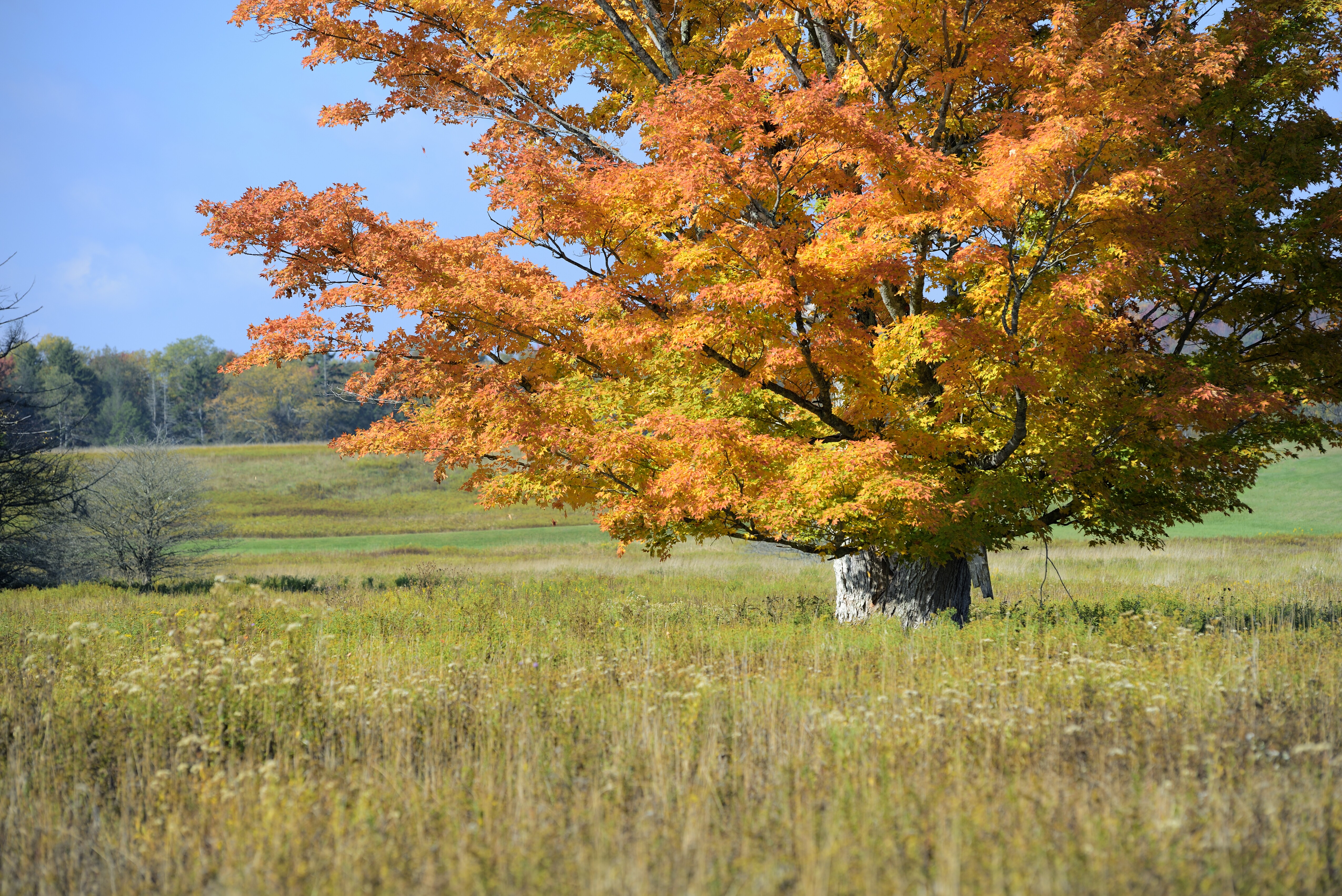 Highland Scenic Highway Route 39 Road Trip