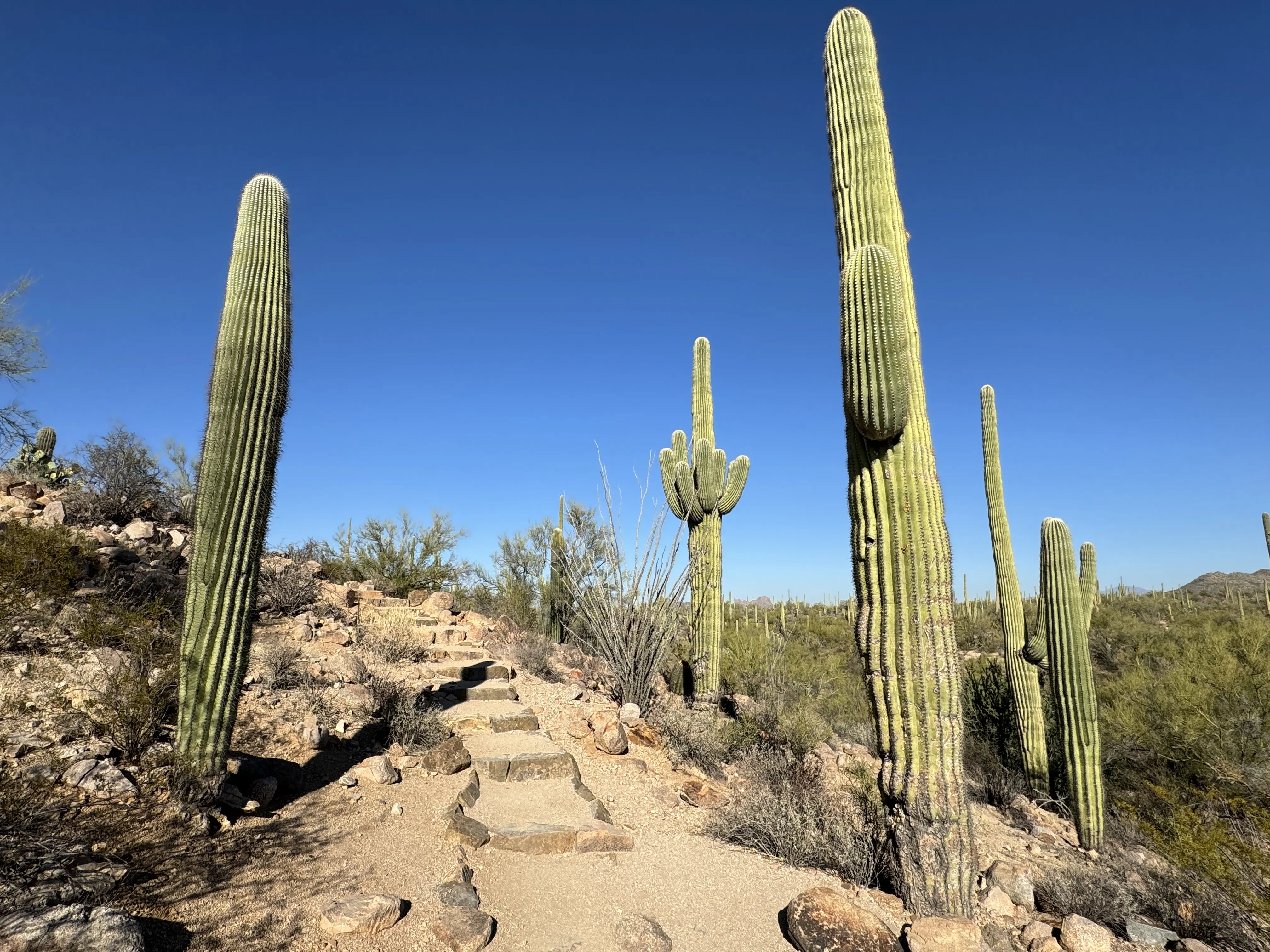 Image of the desert at Saguaro National Park.