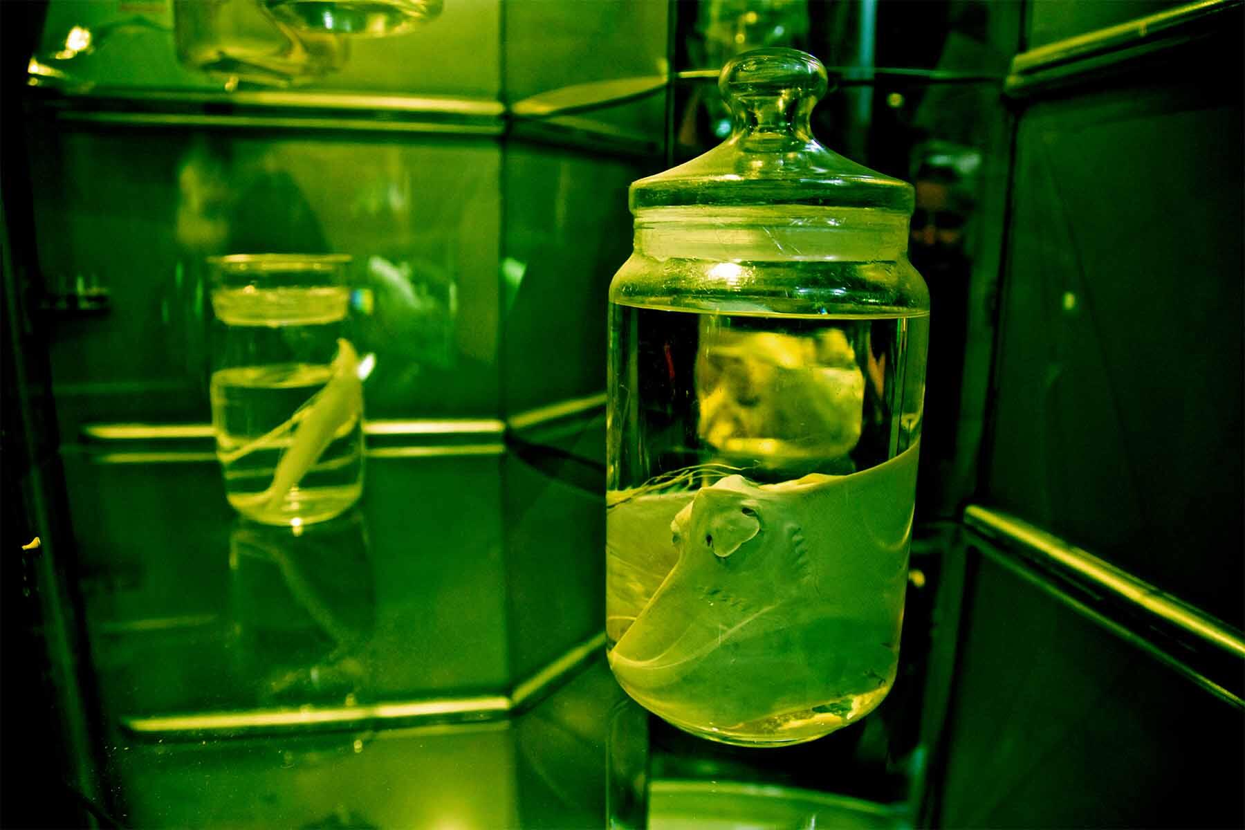 A fish preserved in a vintage jar