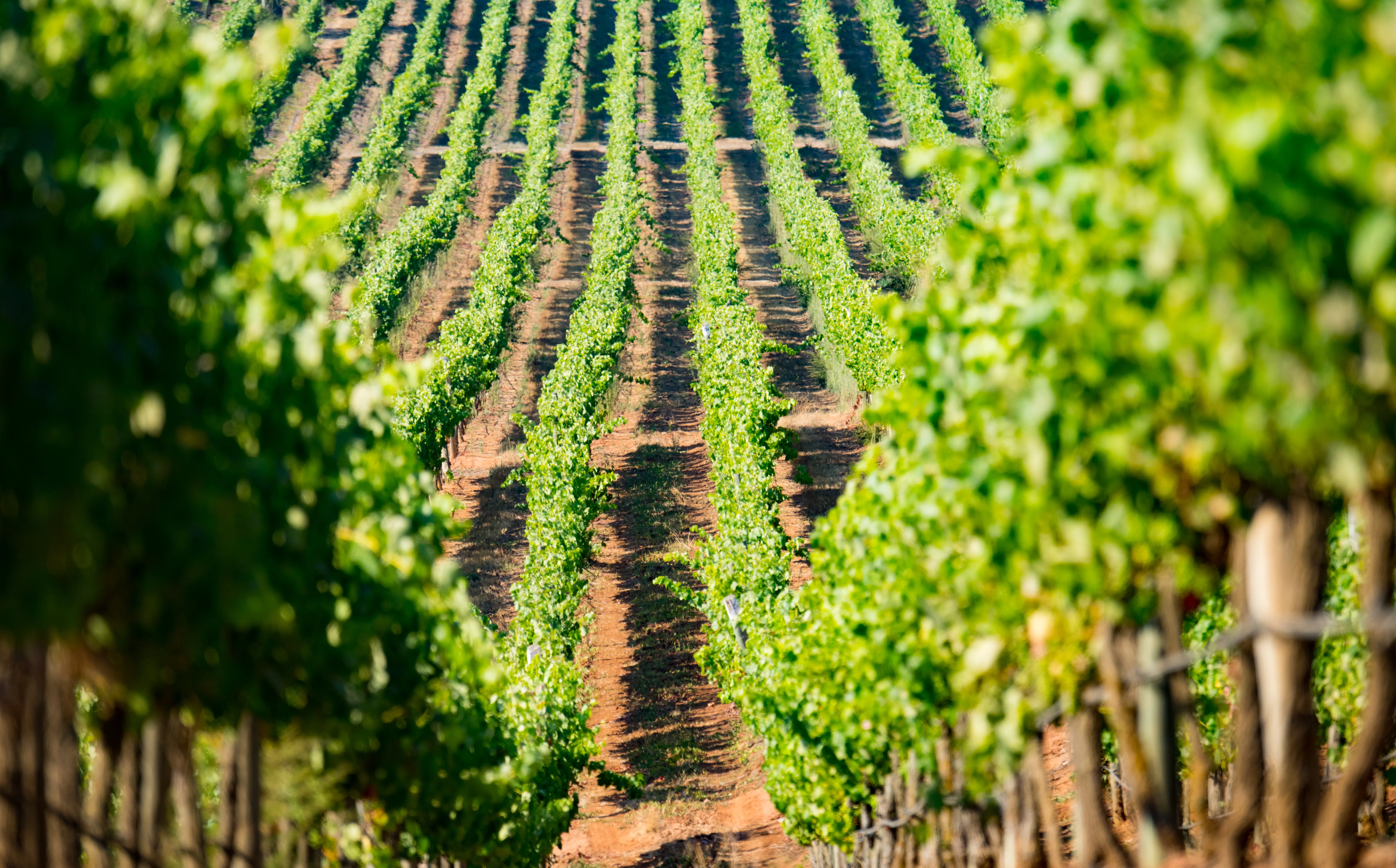 Photo of a Winery vineyard