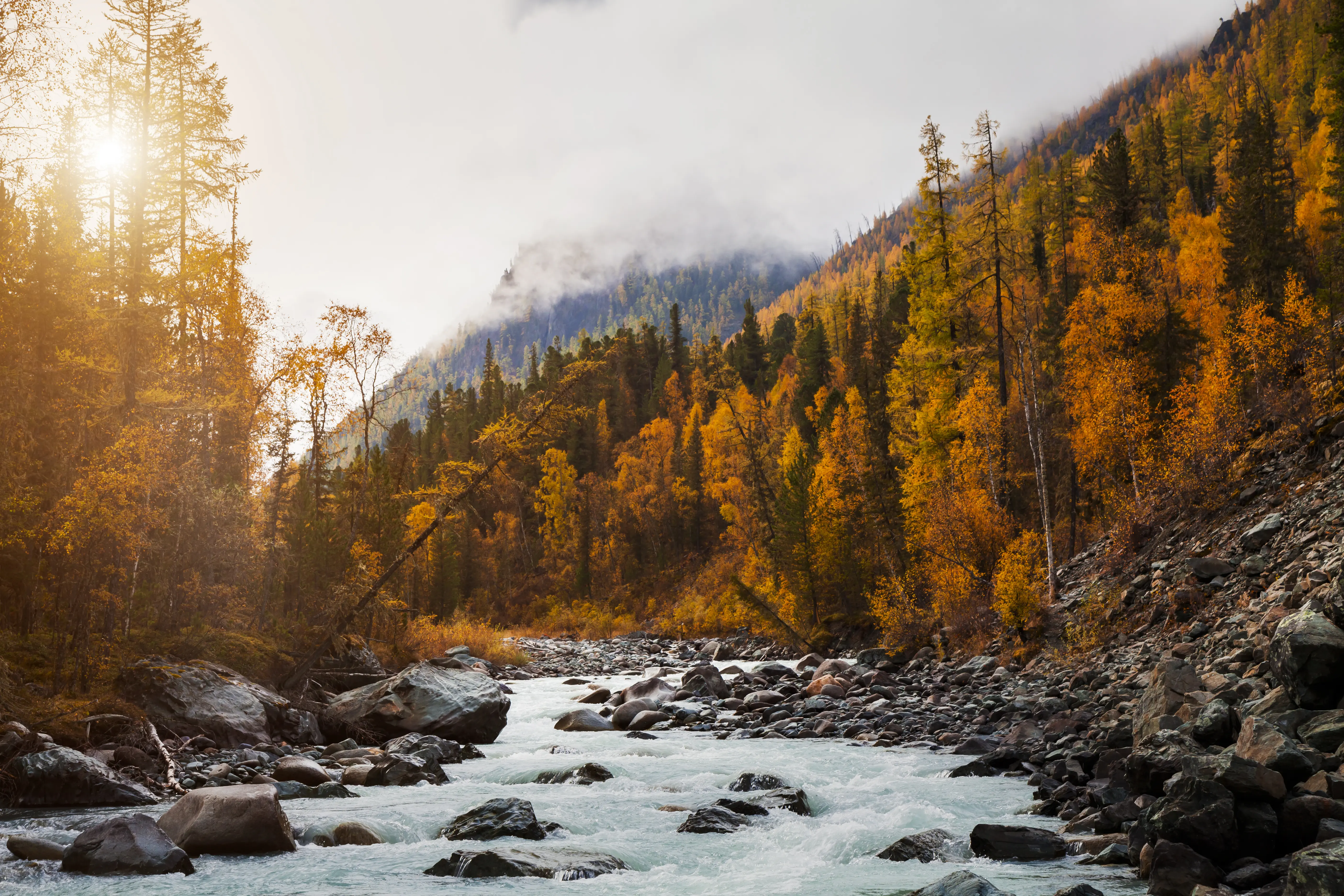 Photo of all foliage around a river Banff, Canada
