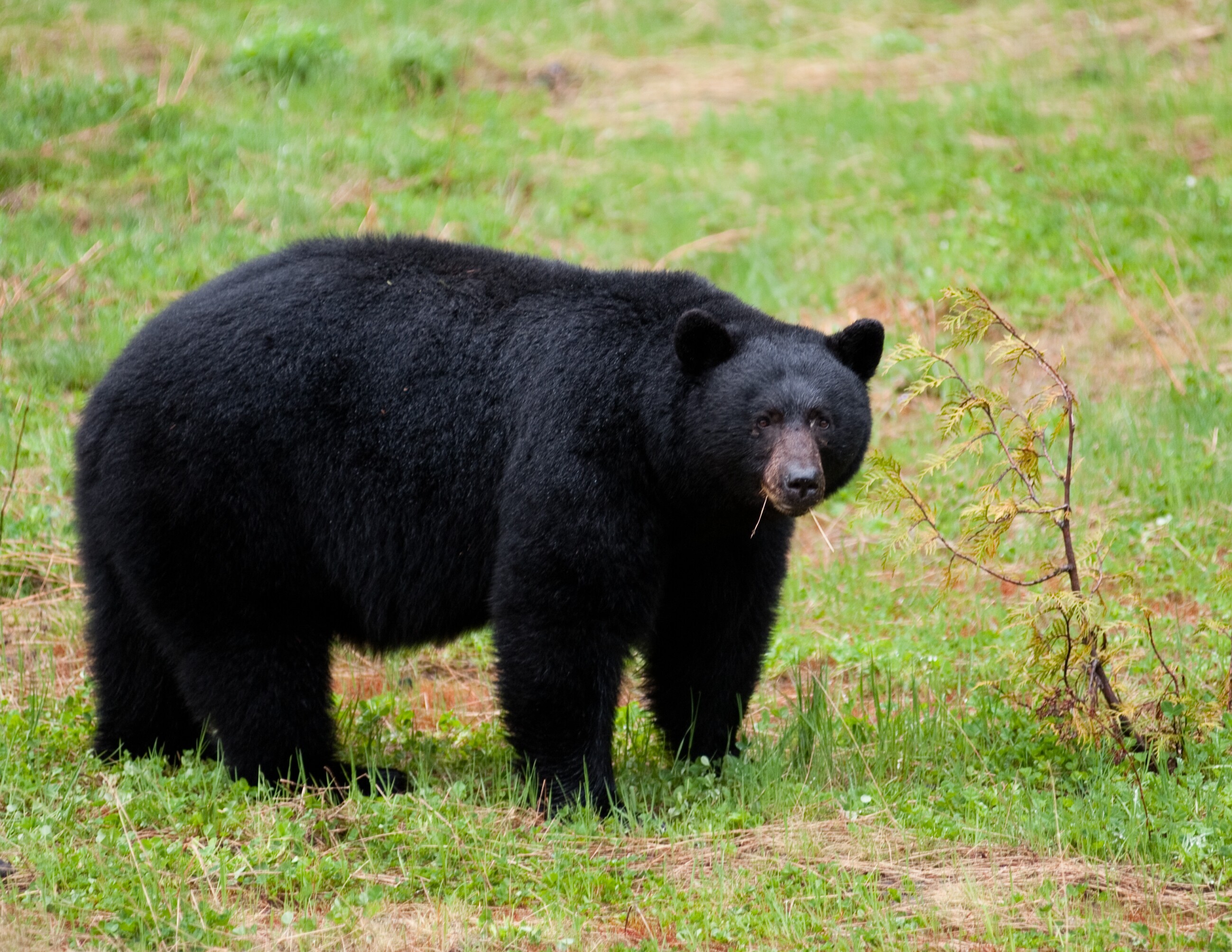 Stewart-Cassiar Scenic Highway Road Trip