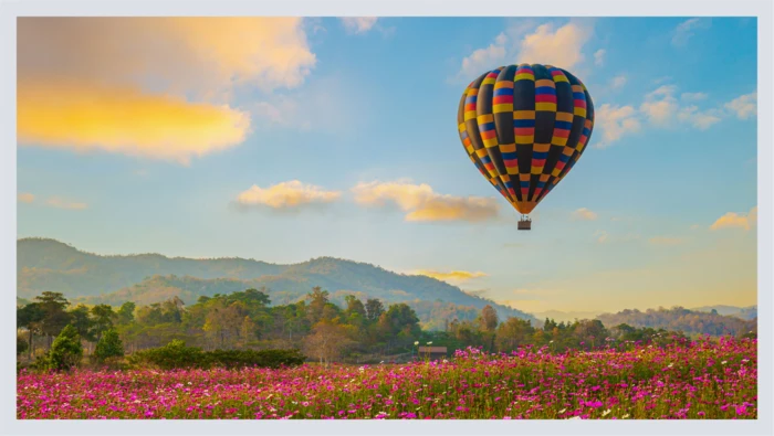 A hot air balloon floats above a meadow of pink flowers as the sun sets. 