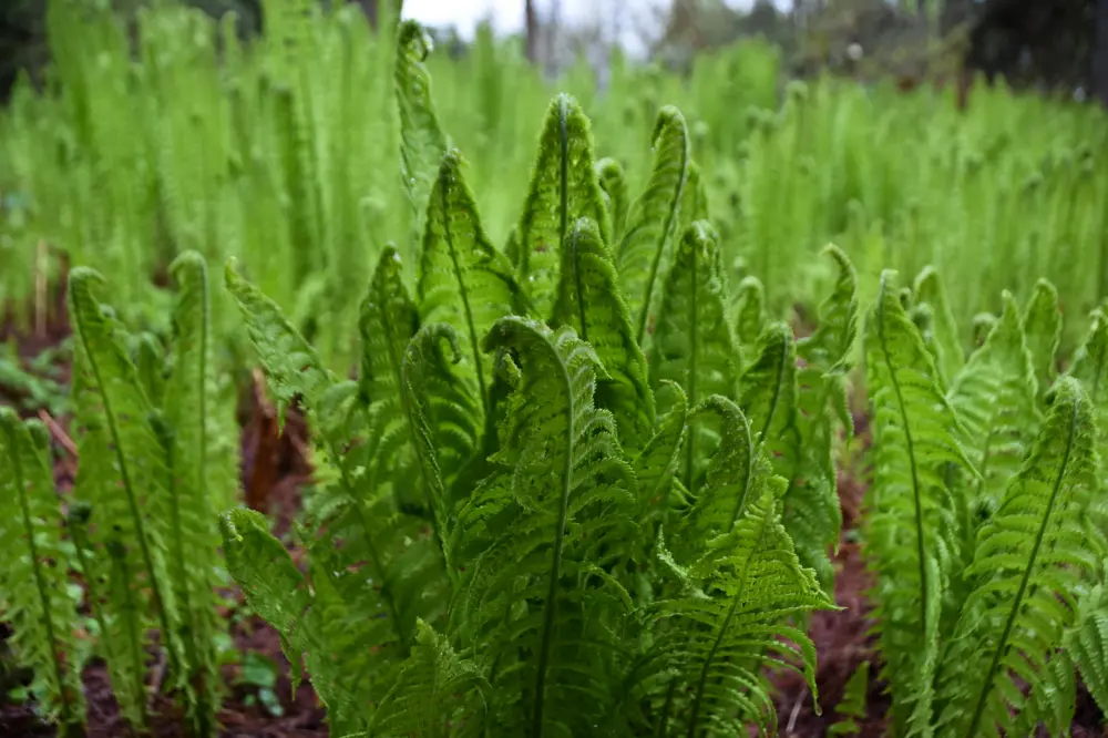 A bed of ferns at VanDusen Botanical Garden in Vancouver British Columbia