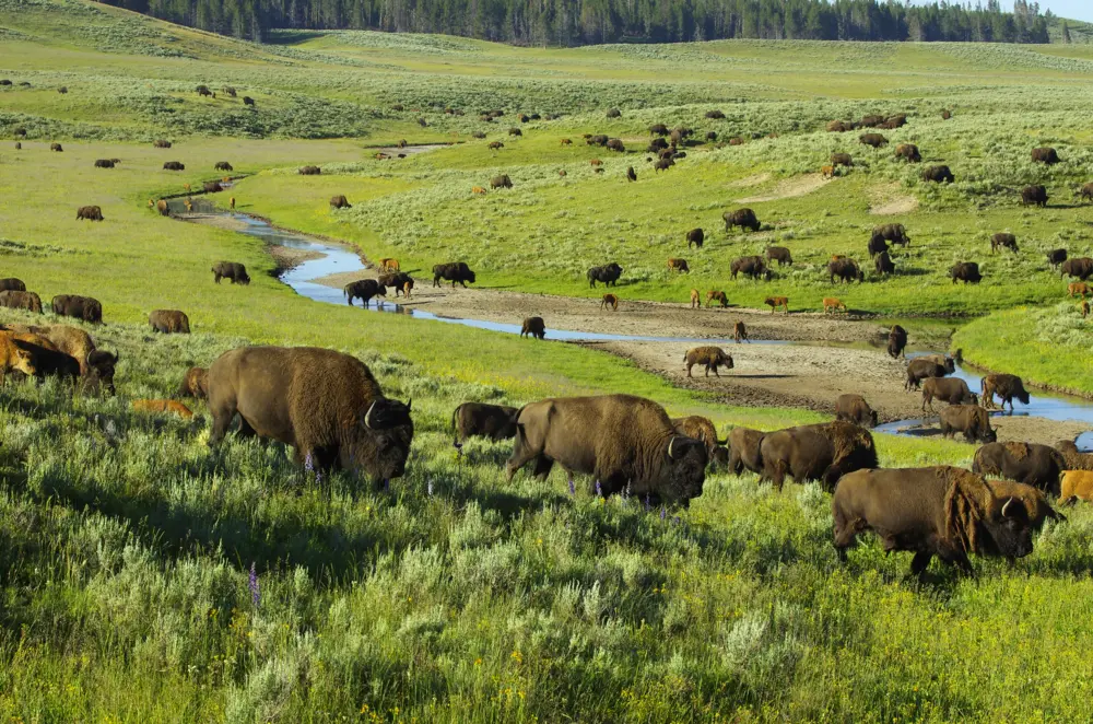 Bison in Yellowstone National Park in Wyoming
