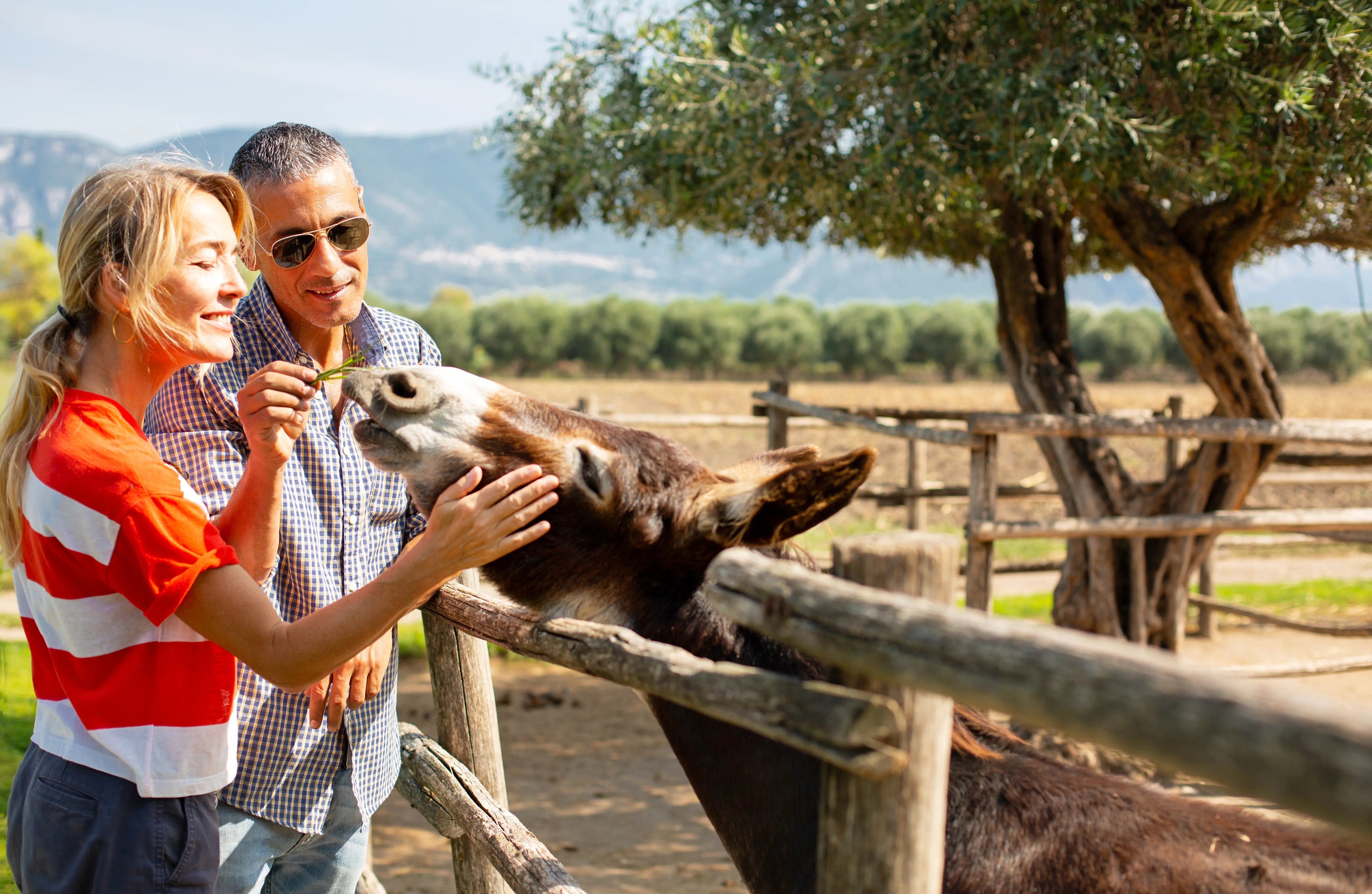 A couple petting a donkey at a sanctuary