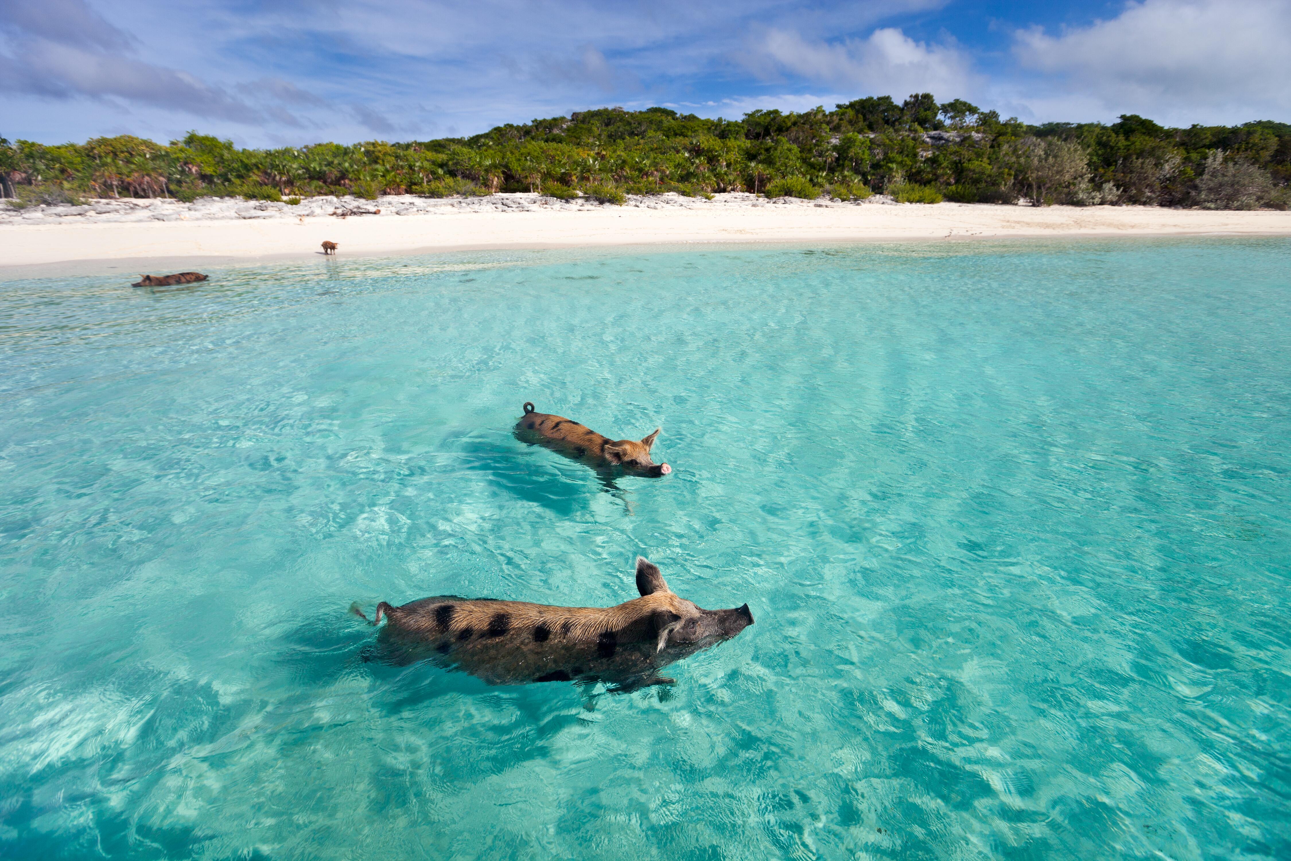 Swimming pigs of the Bahamas in the Out Islands of the Exuma.