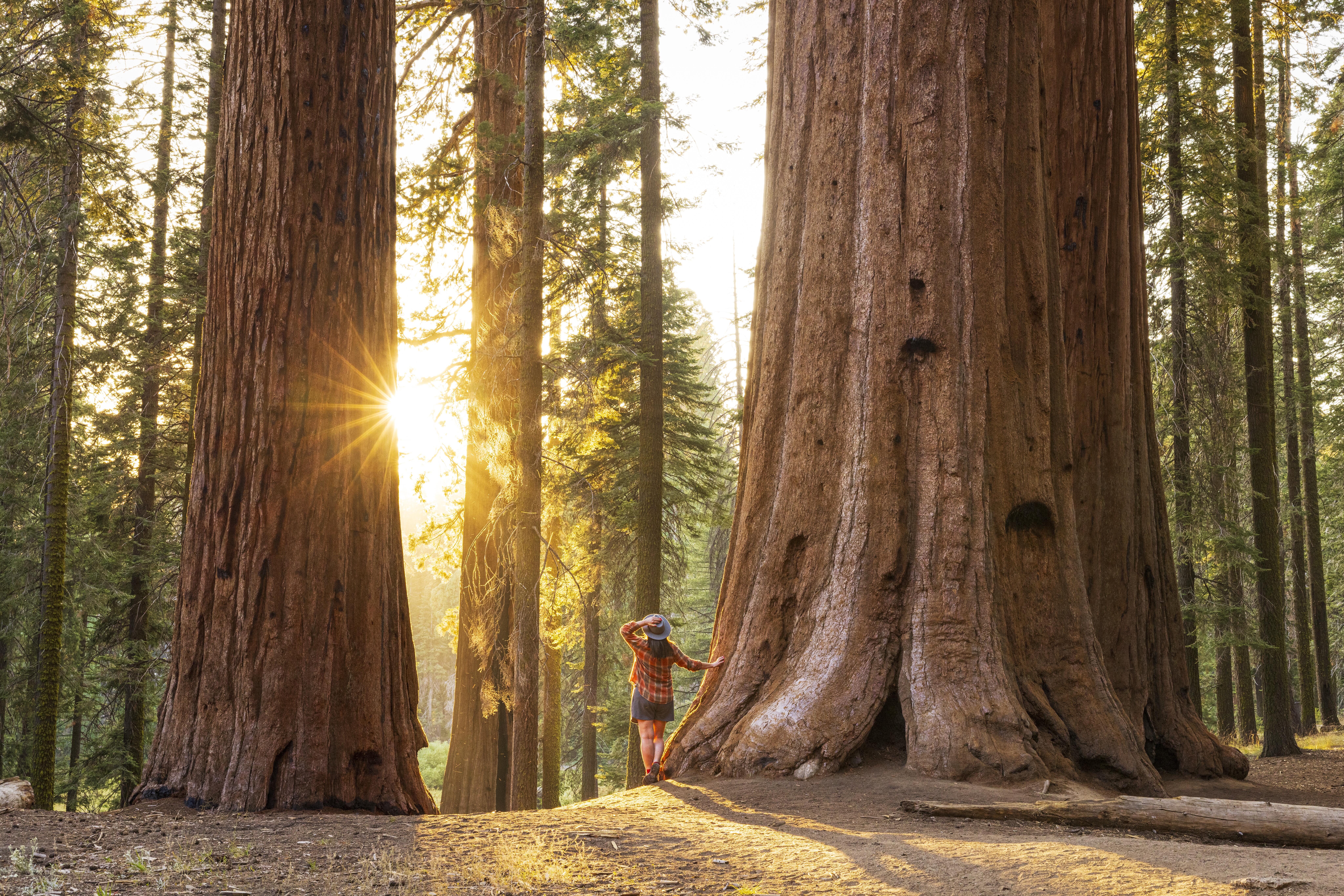 Image of a woman standing amongst the redwood trees of Sequoia National Park, in California.