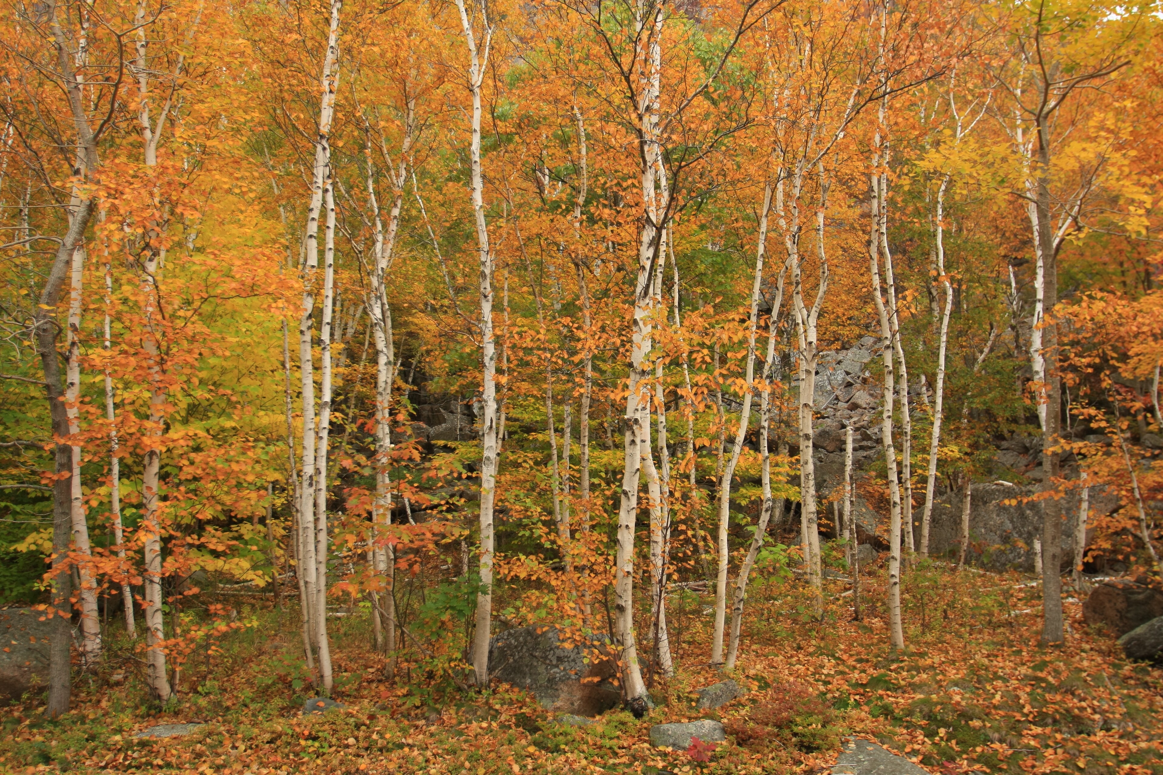 Woodland Heritage Trail Scenic Highway Road Trip