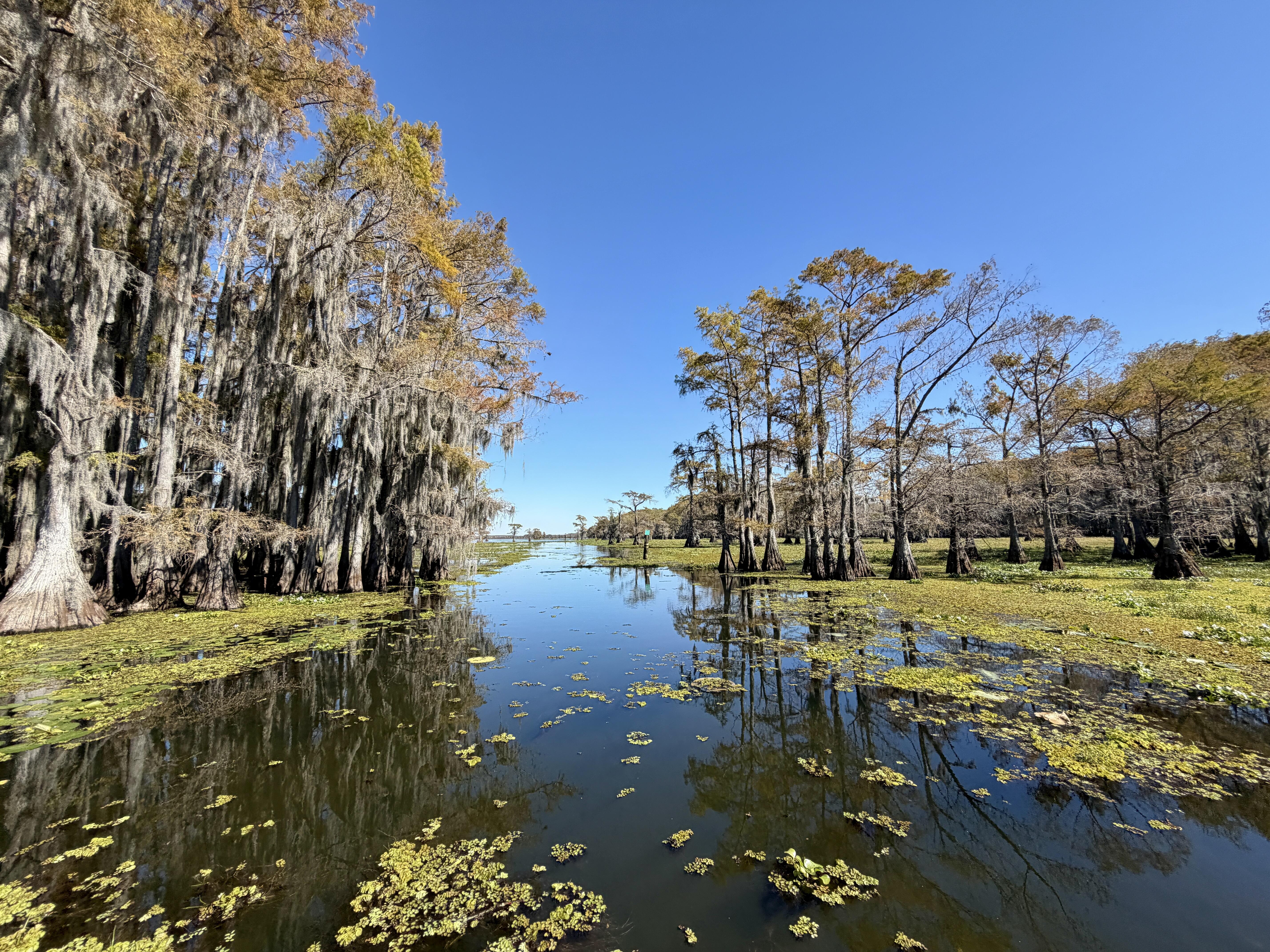 a swampy lake lined with cypress trees