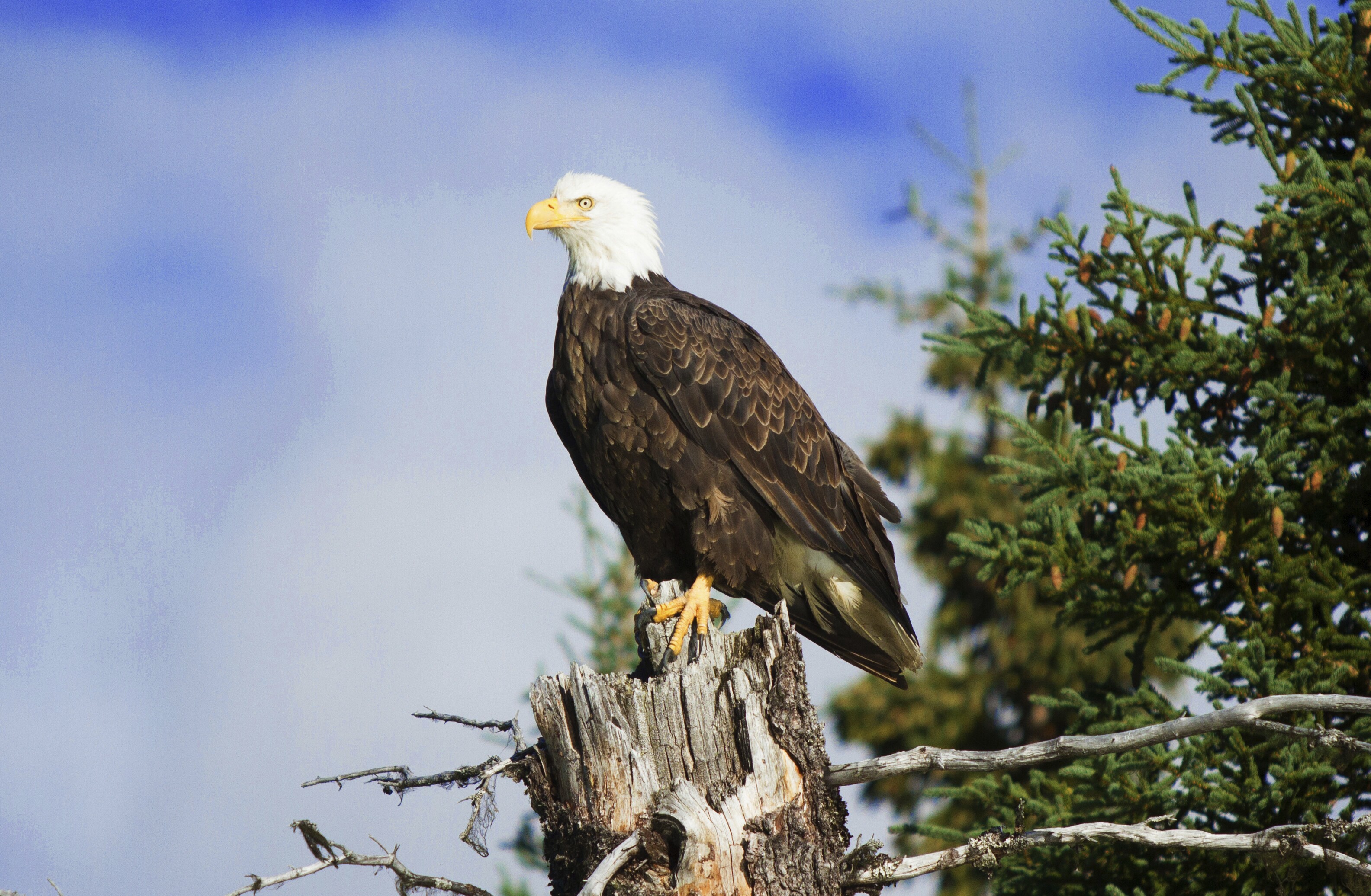 Alaska's Haines Scenic Highway Road Trip